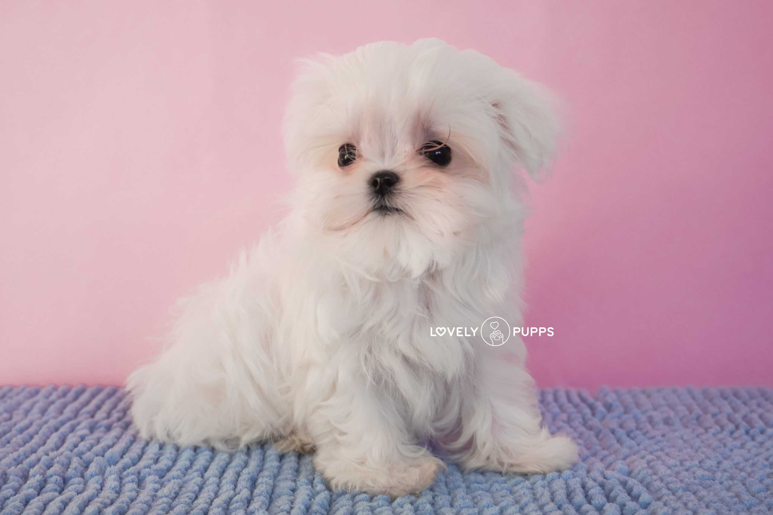 Suni Maltese Coreana