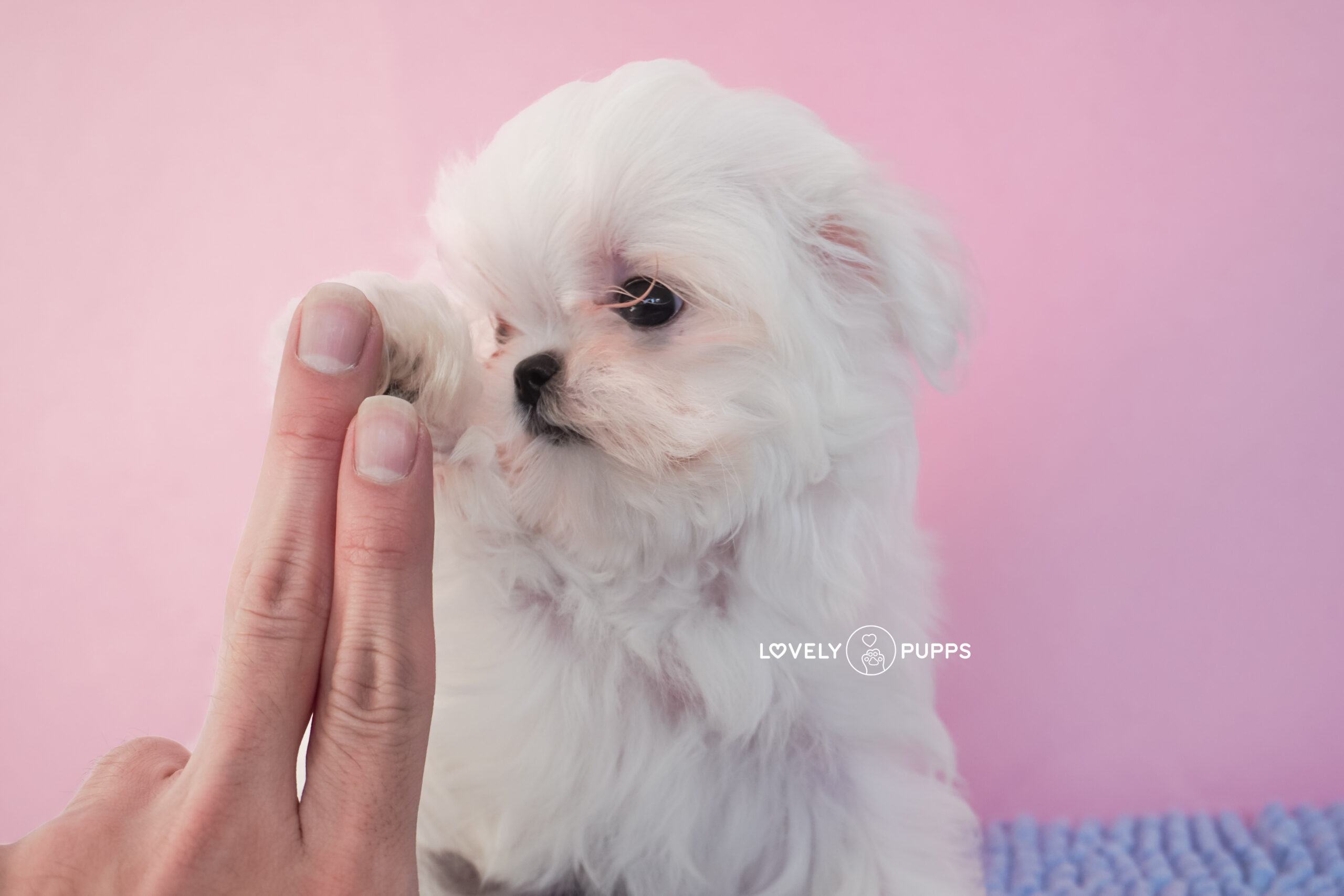 Suni Maltese Coreana - Imagen 3