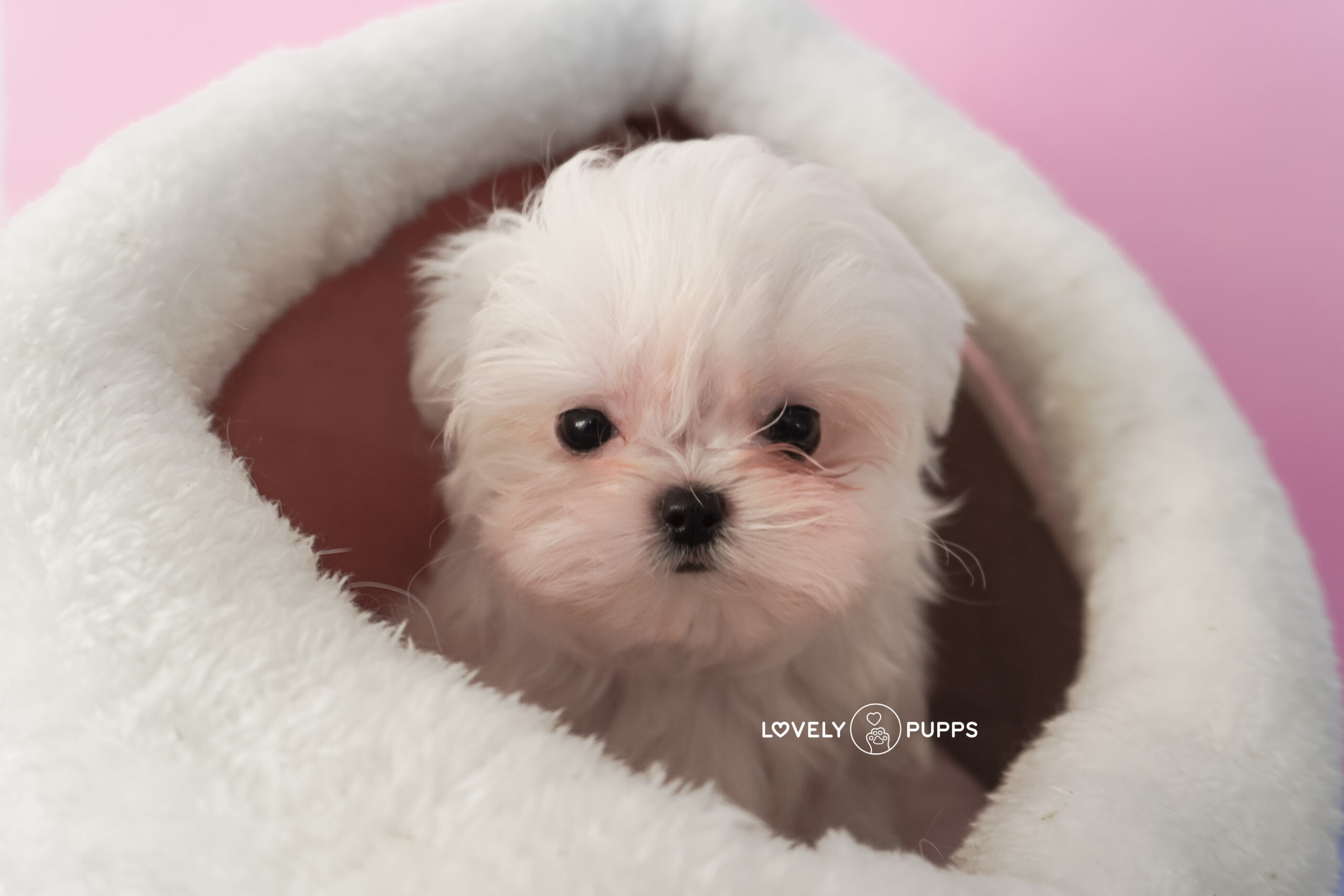 Suni Maltese Coreana - Imagen 5