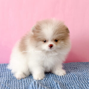 Meet Berlioz: Pomeranian Particolor Lila Merle – Suavidad y belleza Premium