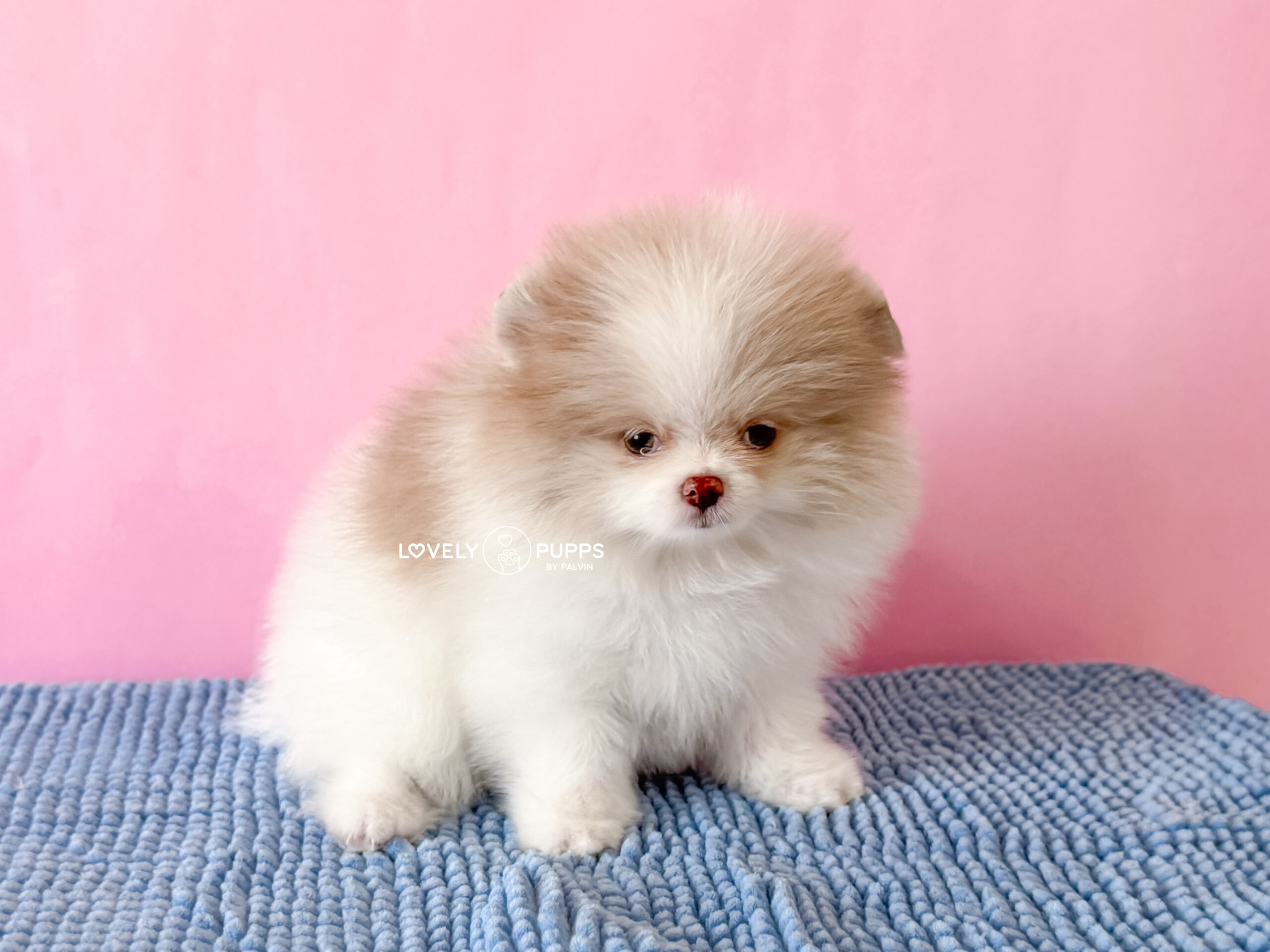 Meet Berlioz: Pomeranian Particolor Lila Merle – Suavidad y belleza Premium