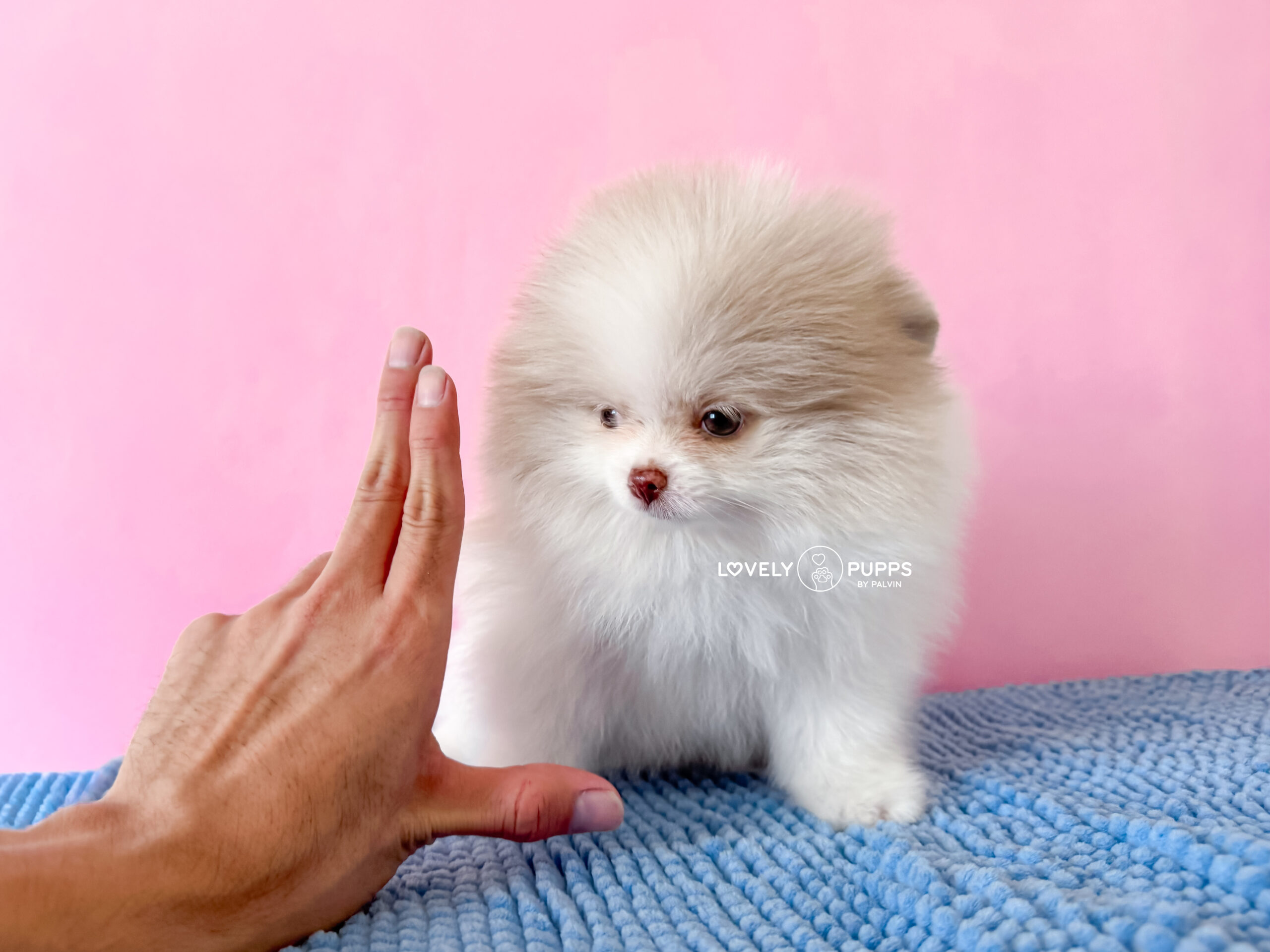 Meet Berlioz: Pomeranian Particolor Lila Merle – Suavidad y belleza Premium - Imagen 3