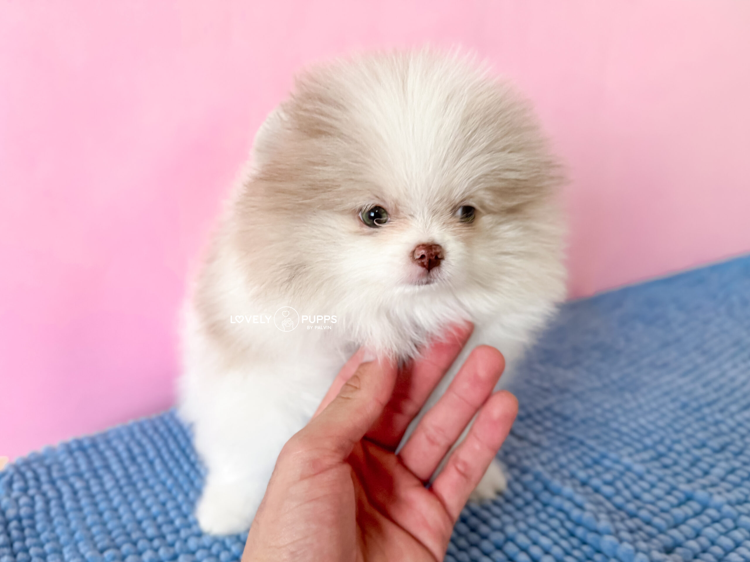 Meet Berlioz: Pomeranian Particolor Lila Merle – Suavidad y belleza Premium - Imagen 2