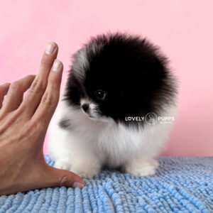 Meet Zarah: Pomeranian Particolor Negro – Nuestra Pequeñita Panda Elegante