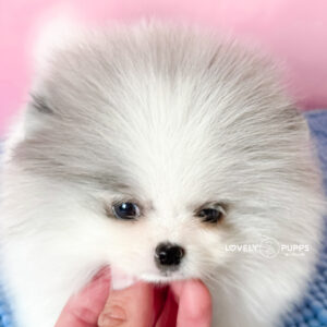 Conoce a Van Gogh: Pomeranian Particolor Blue Merle – Una Obra de Arte en Movimiento