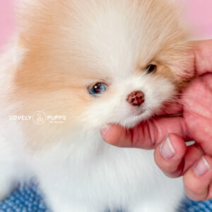 Meet Mawi: Pomeranian Parti Isabella Merle Ojo Azul – Belleza Rara y Encantadora