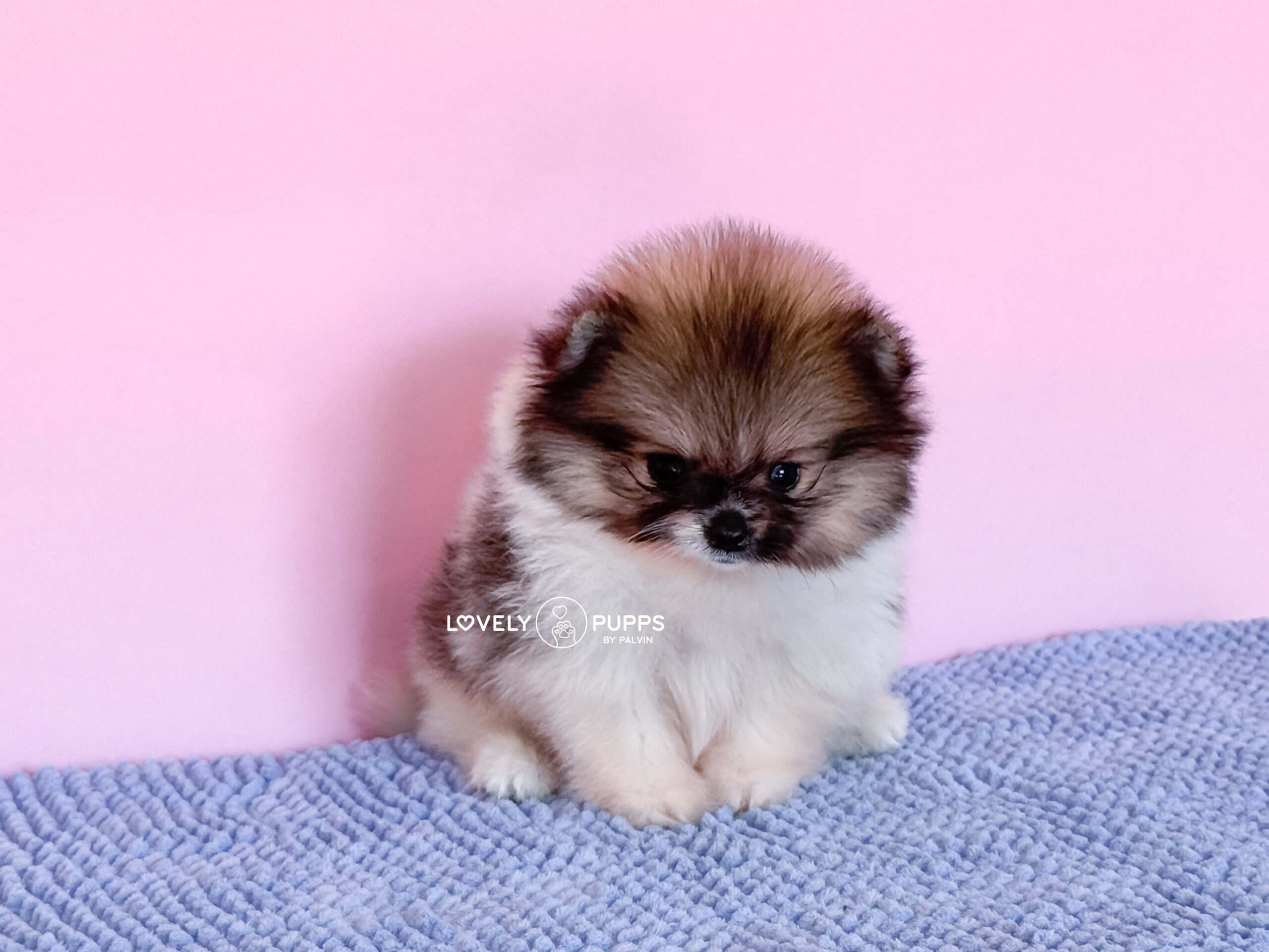 Te presentamos a Mowgli: Pomeranian Parti Sable – Libre y Belleza Salvaje - Imagen 2