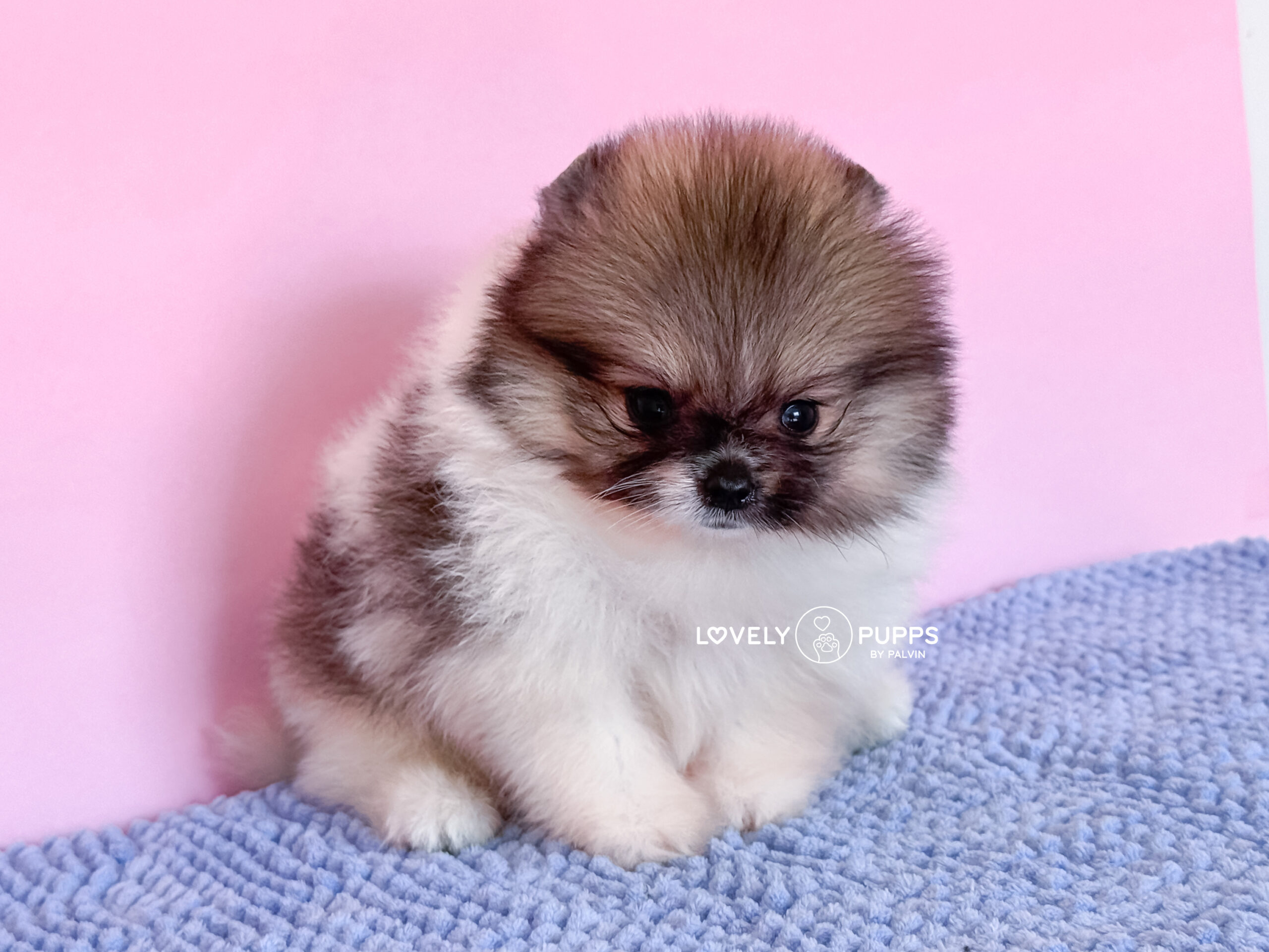 Te presentamos a Mowgli: Pomeranian Parti Sable – Libre y Belleza Salvaje - Imagen 4
