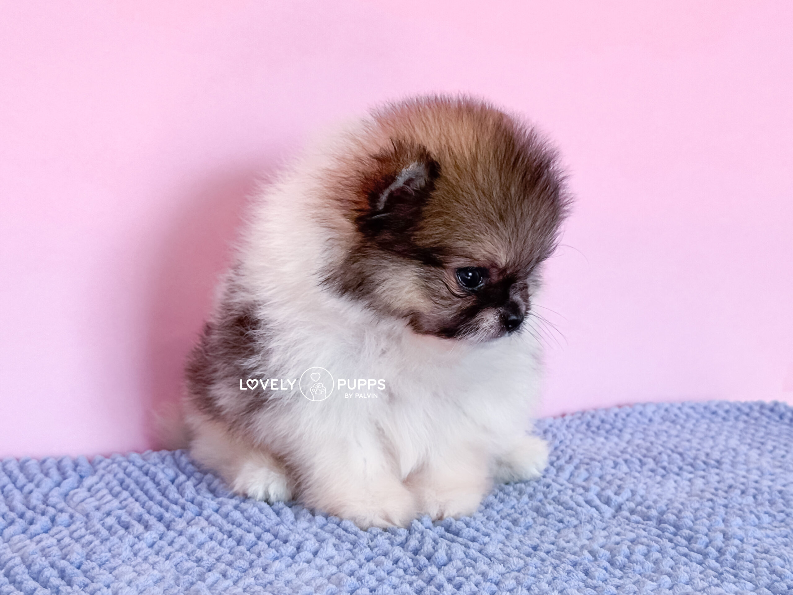 Te presentamos a Mowgli: Pomeranian Parti Sable – Libre y Belleza Salvaje - Imagen 3