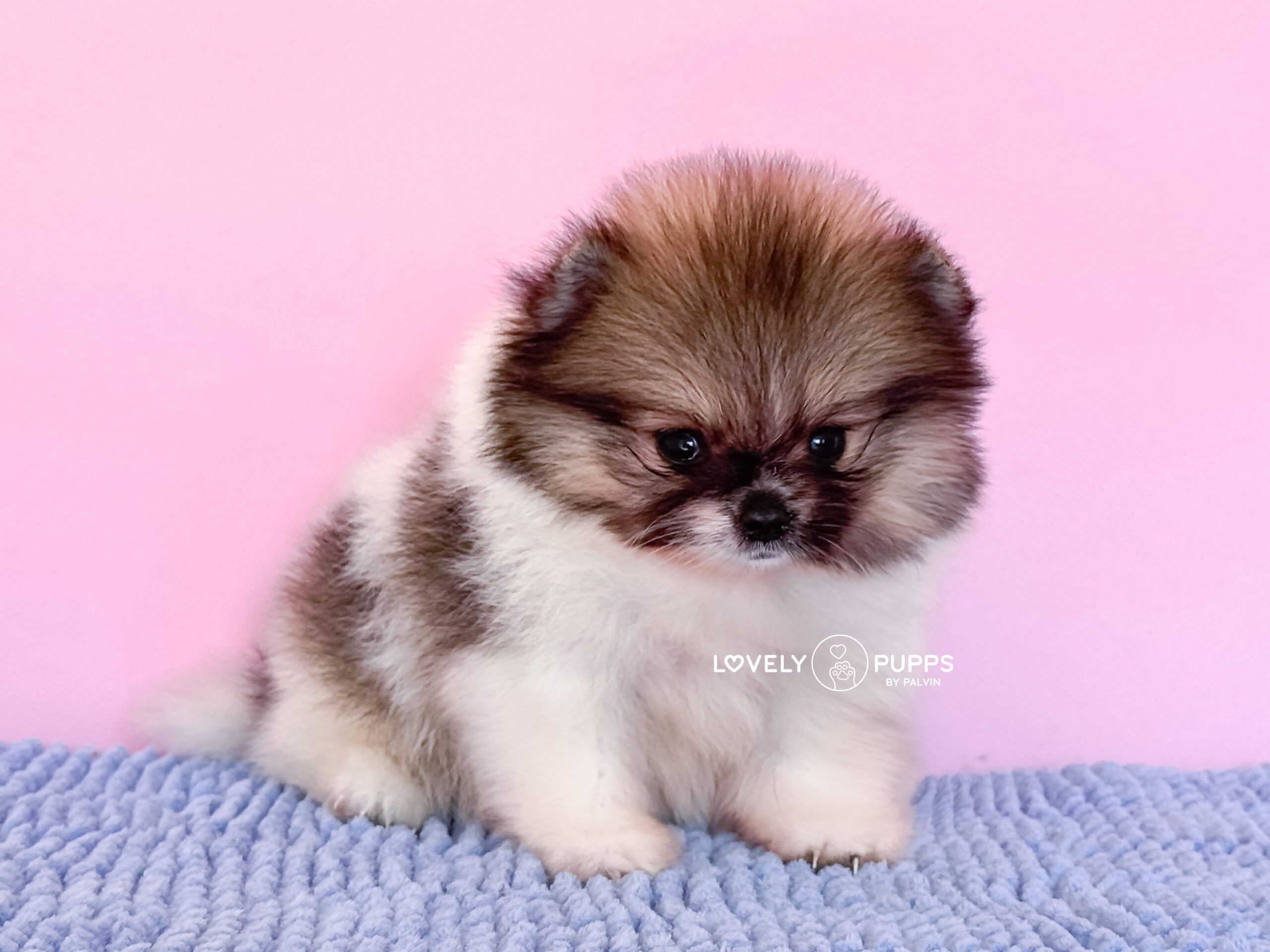 Te presentamos a Mowgli: Pomeranian Parti Sable – Libre y Belleza Salvaje - Imagen 5