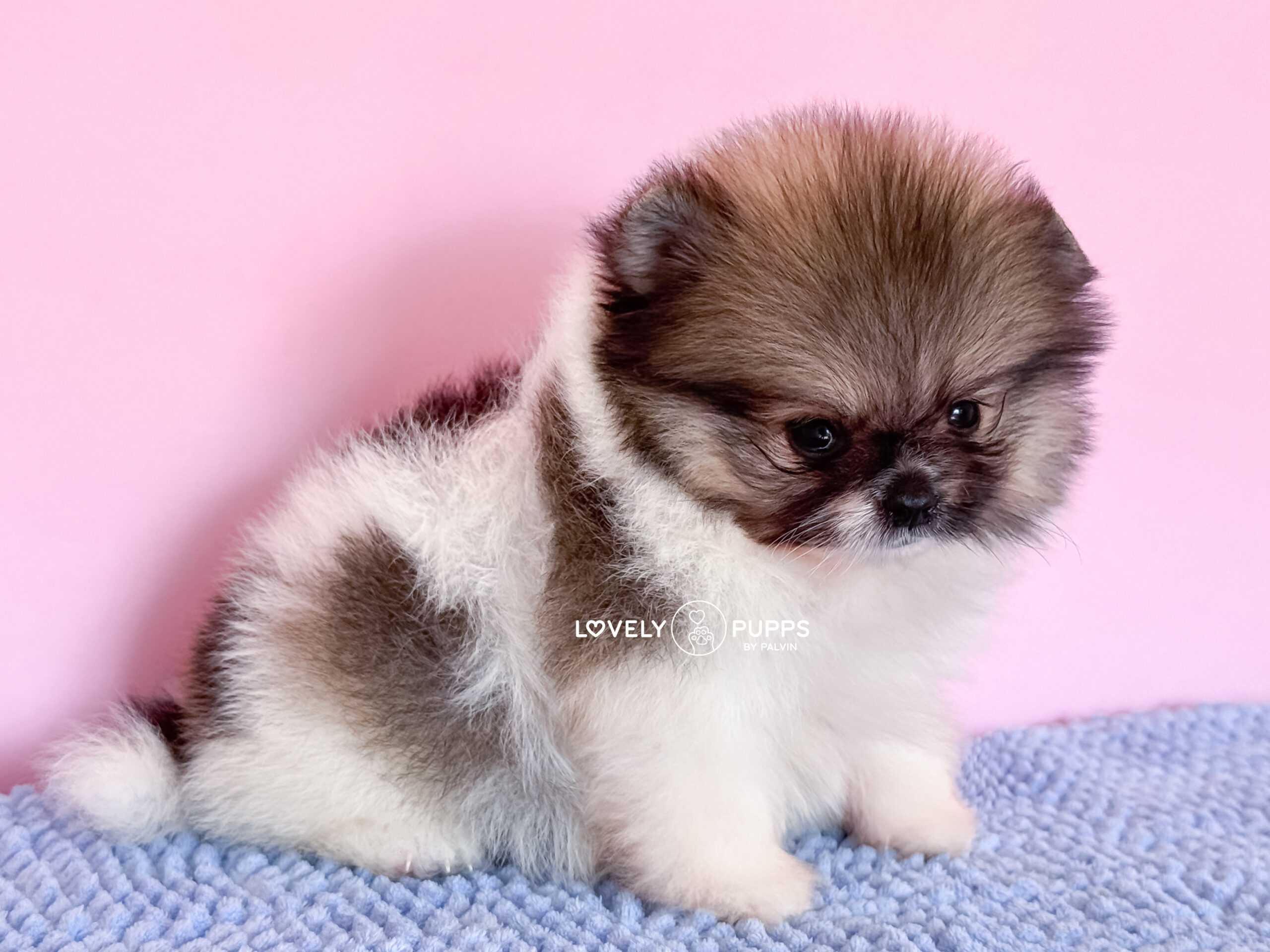 Te presentamos a Mowgli: Pomeranian Parti Sable – Libre y Belleza Salvaje