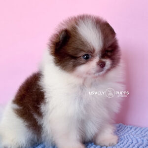 Conoce a Mickey: Pomeranian Parti Chocolate Sable – Simetría y Carisma