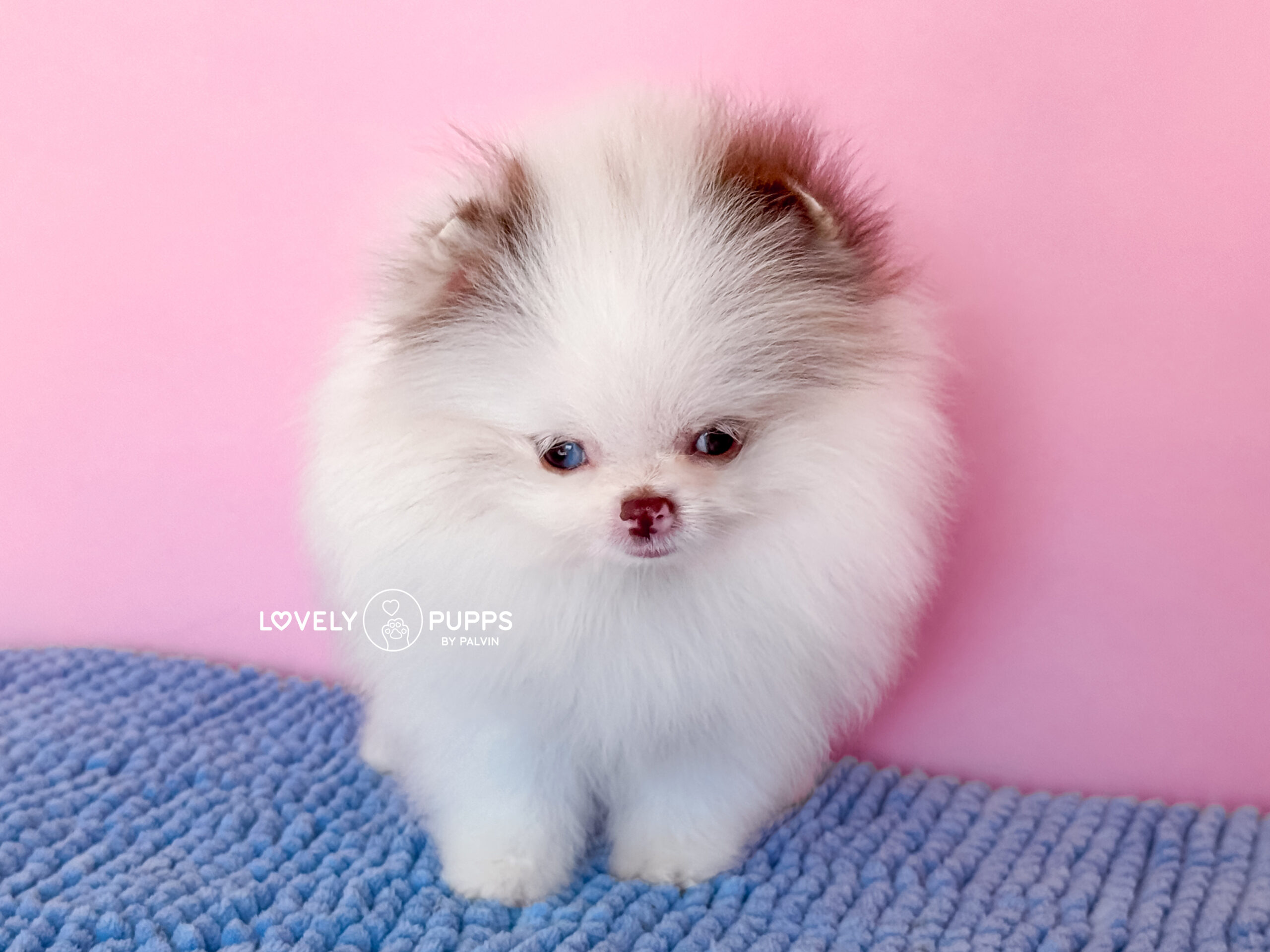 Conoce a Matilda: Micro Pom Parti Choco merle con Ojo Azul – Una Fantasía Hecha Realidad - Imagen 2