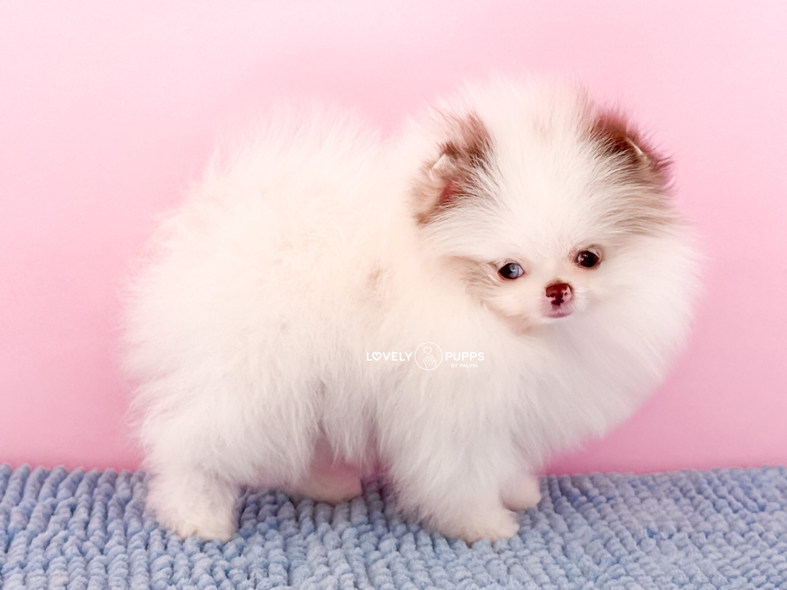 Conoce a Matilda: Micro Pom Parti Choco merle con Ojo Azul – Una Fantasía Hecha Realidad - Imagen 6