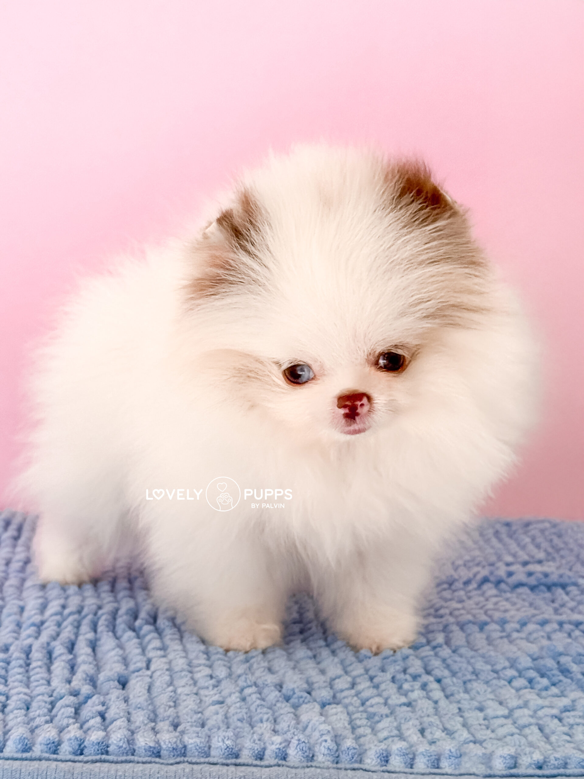 Conoce a Matilda: Micro Pom Parti Choco merle con Ojo Azul – Una Fantasía Hecha Realidad - Imagen 4