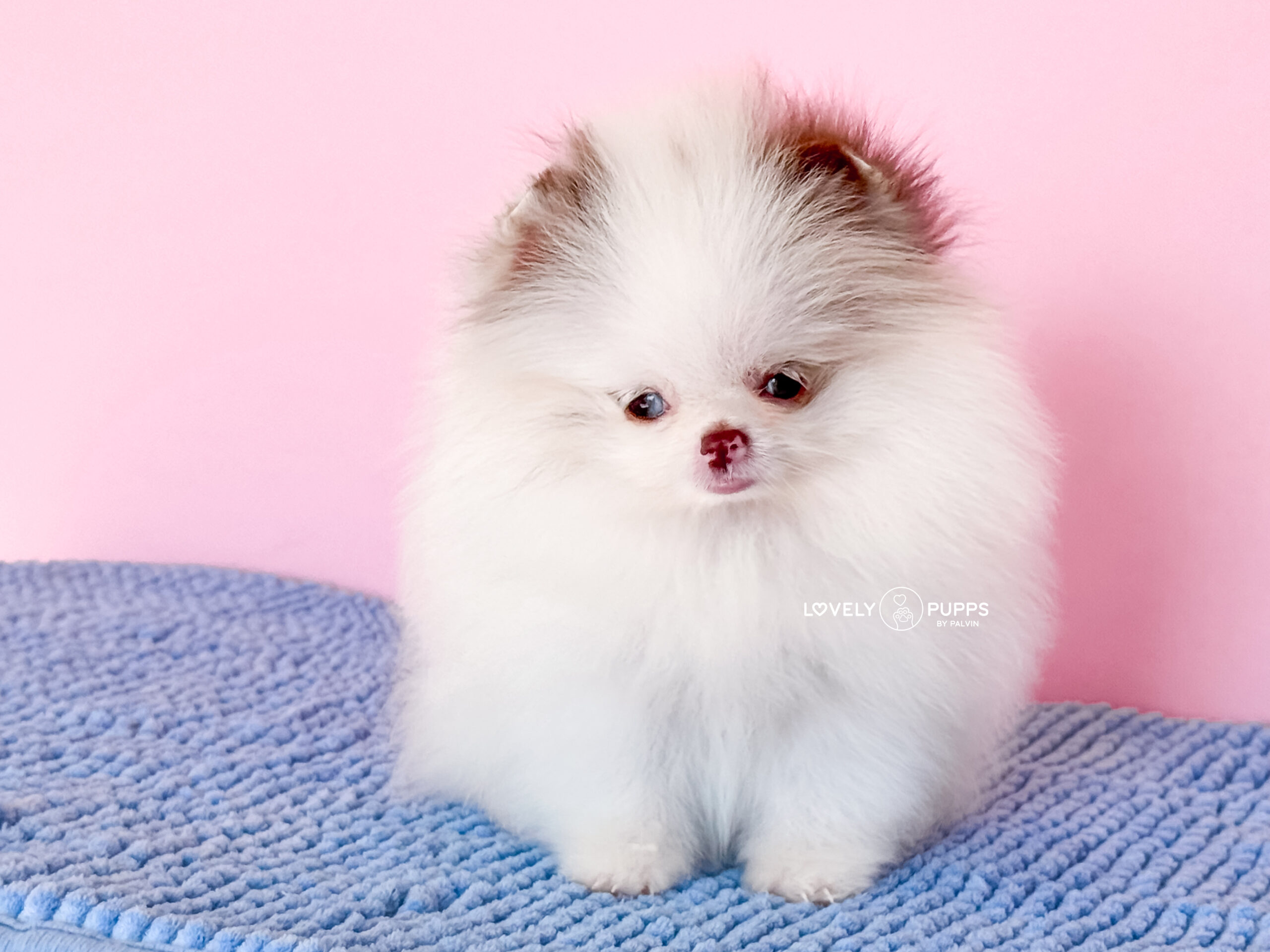 Conoce a Matilda: Micro Pom Parti Choco merle con Ojo Azul – Una Fantasía Hecha Realidad - Imagen 9