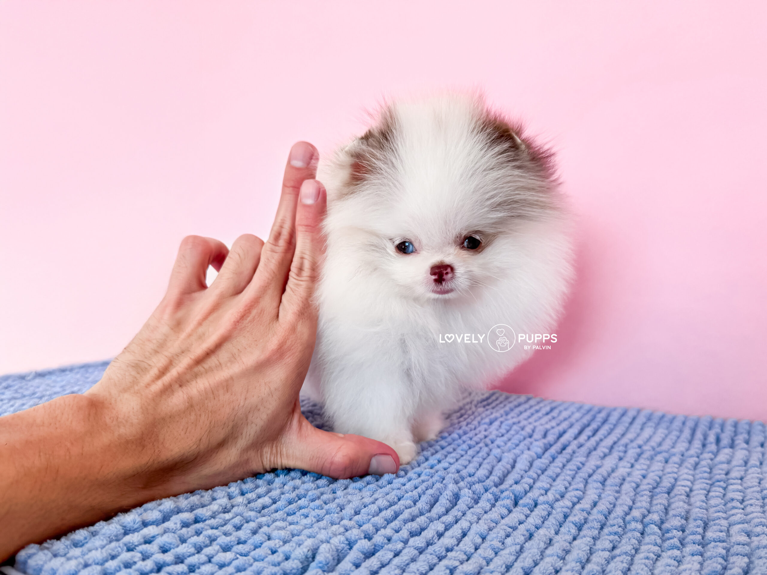 Conoce a Matilda: Micro Pom Parti Choco merle con Ojo Azul – Una Fantasía Hecha Realidad - Imagen 7