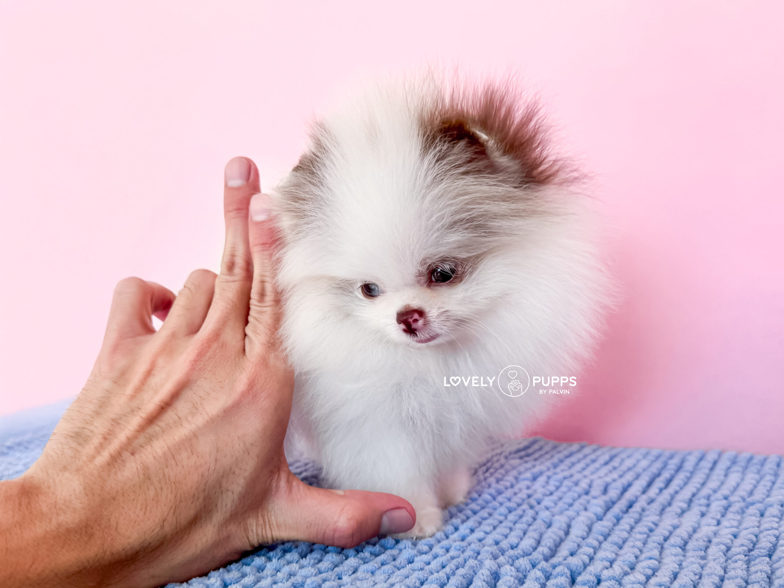 Conoce a Matilda: Micro Pom Parti Choco merle con Ojo Azul – Una Fantasía Hecha Realidad - Imagen 5