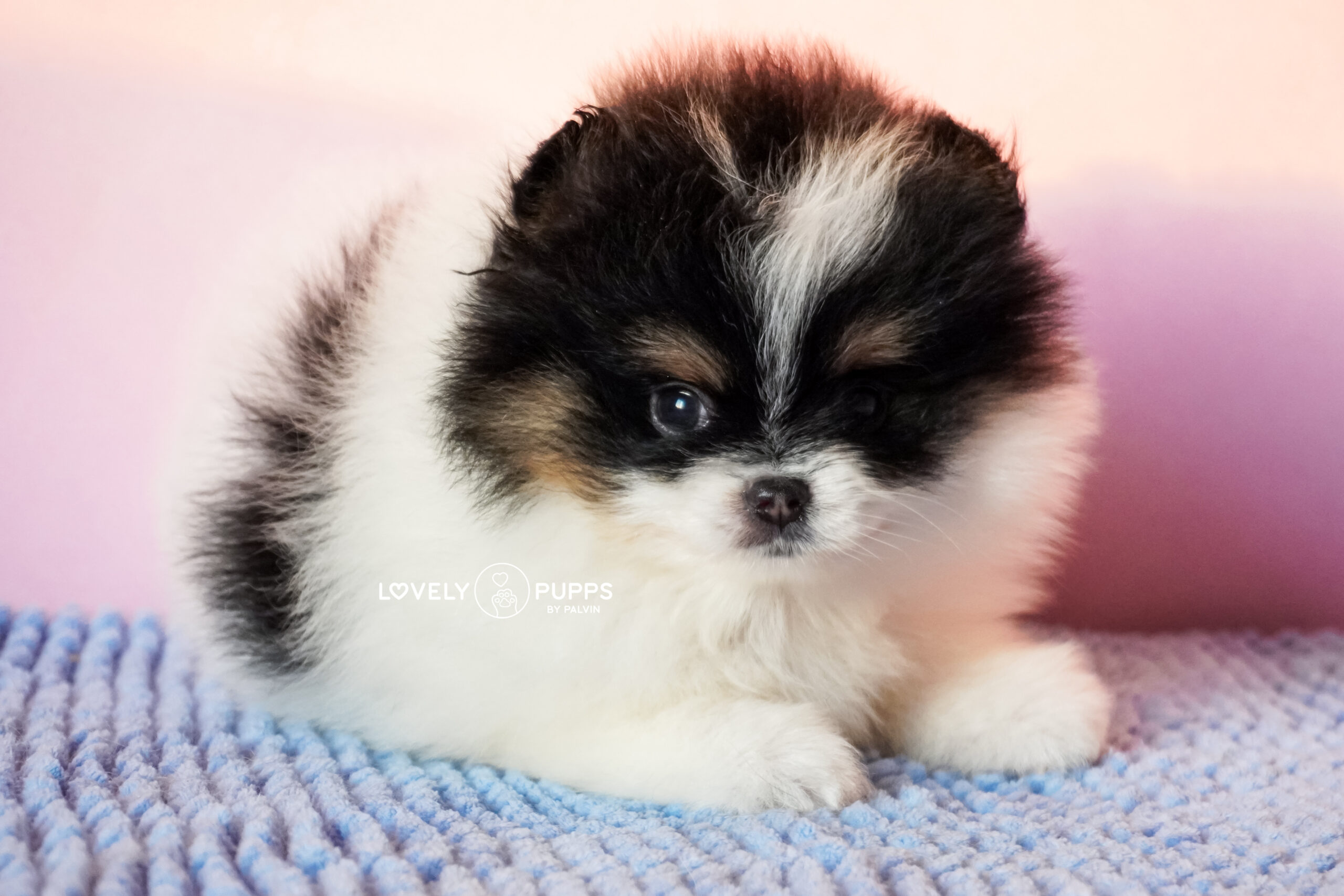 Conoce a Mila: Pomeranian Tricolor – Dulzura, Belleza y Fuerza en Armonía Perfecta - Imagen 6