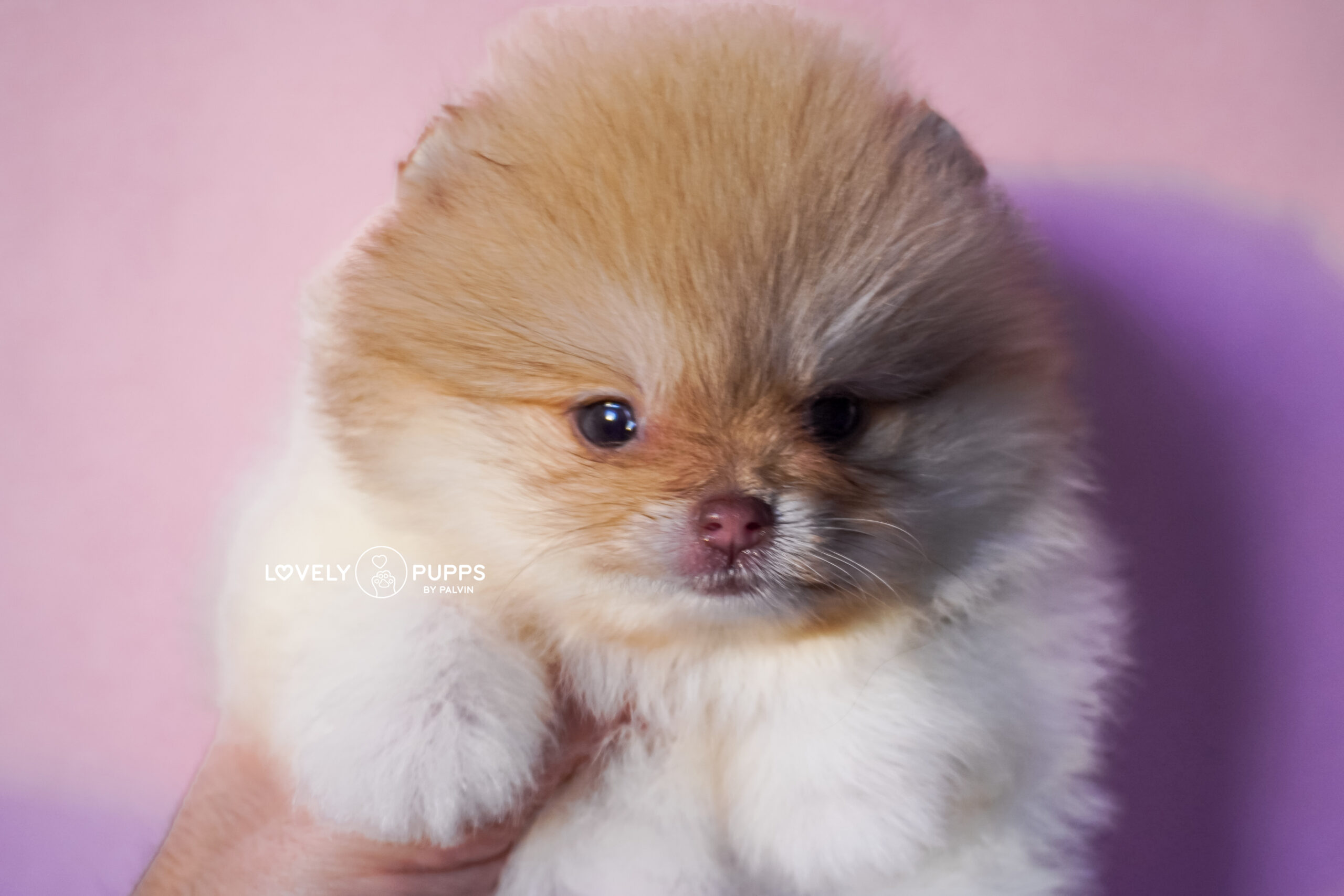 Conoce a Isabella: Pomeranian Particolor Isabella sable – Una Princesa Que Brilla Como El Sol - Imagen 2