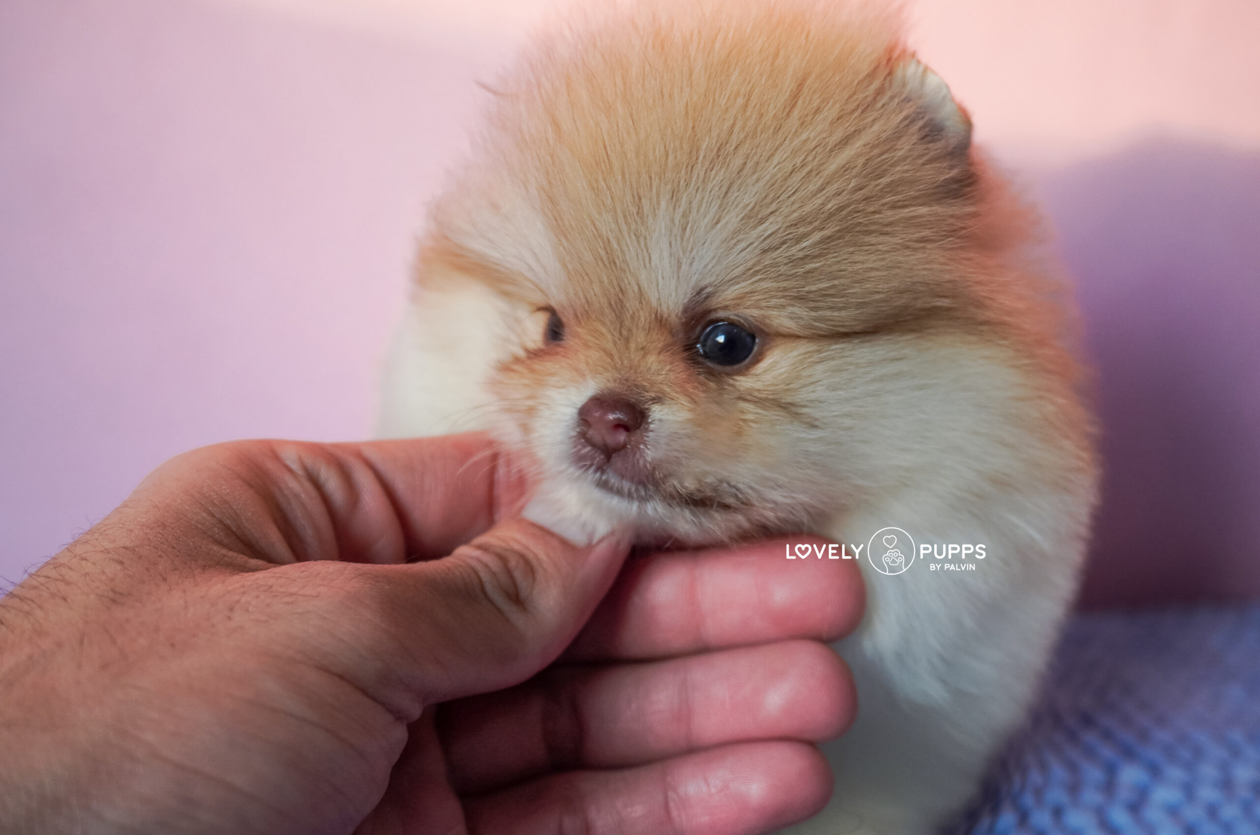 Conoce a Isabella: Pomeranian Particolor Isabella sable – Una Princesa Que Brilla Como El Sol - Imagen 8