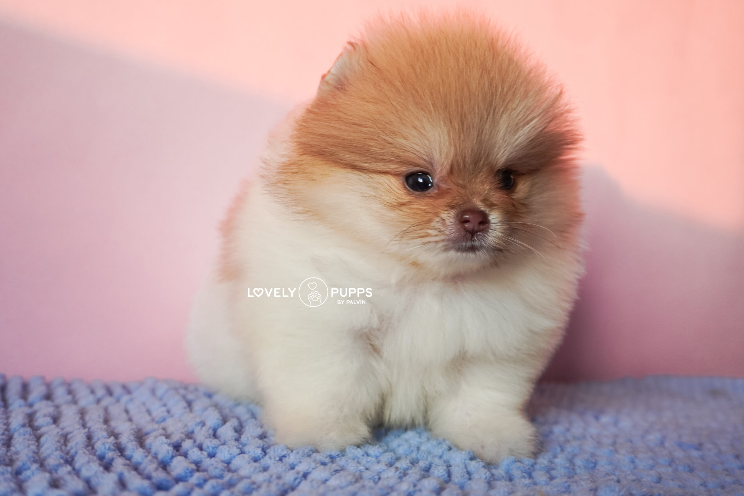 Conoce a Isabella: Pomeranian Particolor Isabella sable – Una Princesa Que Brilla Como El Sol - Imagen 7