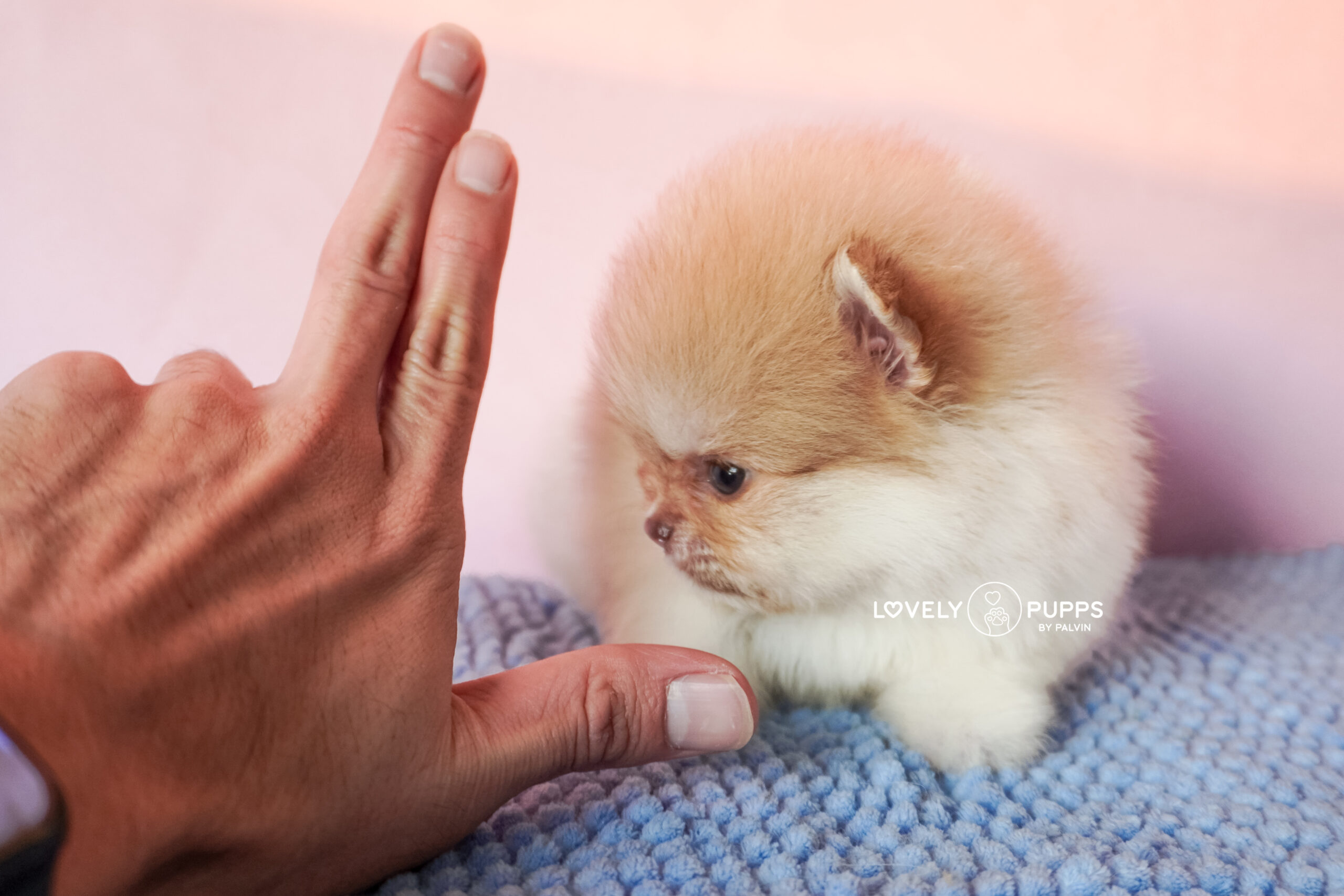 Conoce a Isabella: Pomeranian Particolor Isabella sable – Una Princesa Que Brilla Como El Sol - Imagen 9