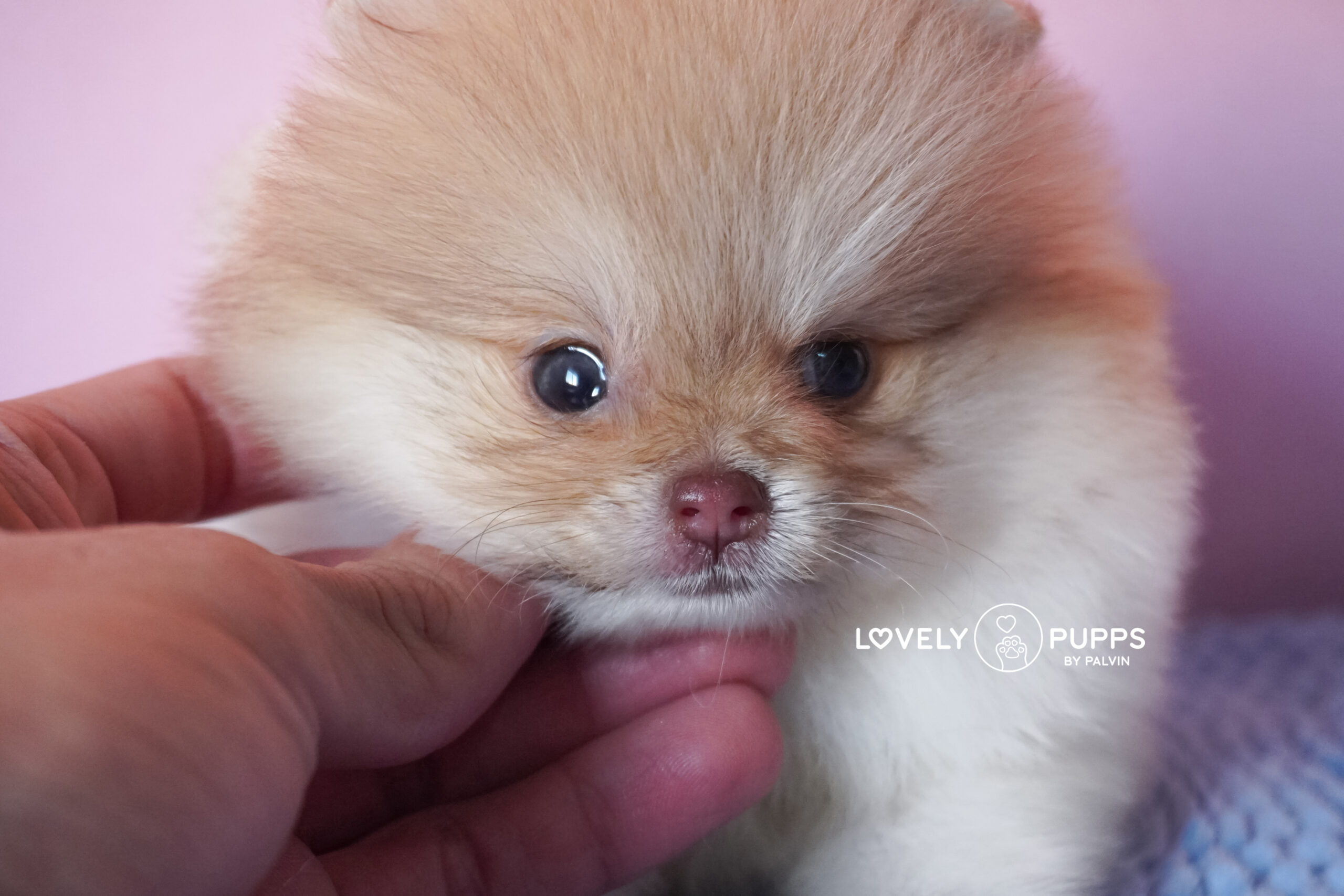 Conoce a Isabella: Pomeranian Particolor Isabella sable – Una Princesa Que Brilla Como El Sol - Imagen 5