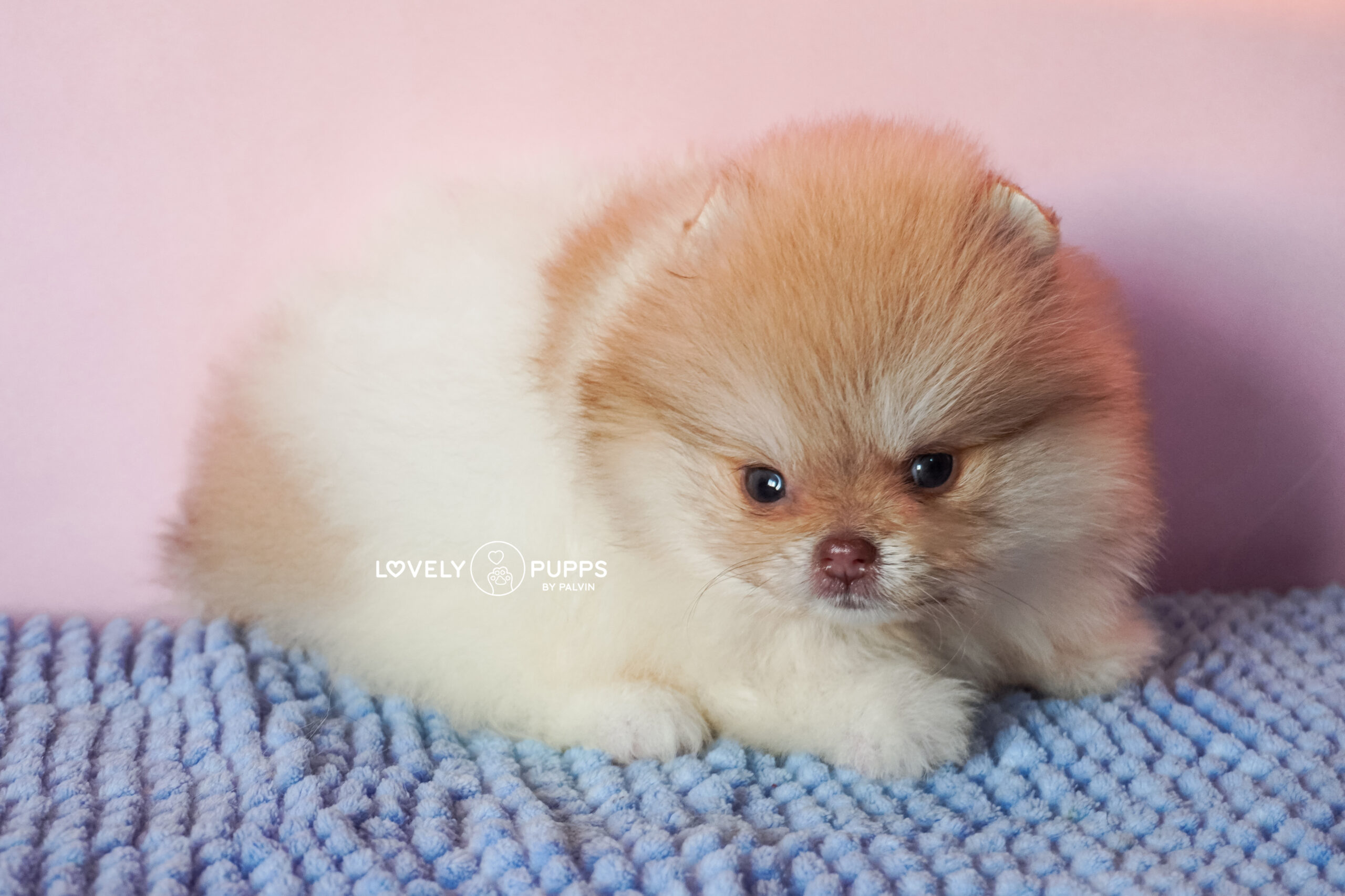 Conoce a Isabella: Pomeranian Particolor Isabella sable – Una Princesa Que Brilla Como El Sol - Imagen 6
