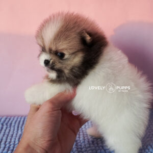 Conoce a Rocky: Pomeranian Particolor Crema Sable – Fuerza Suave y Mirada Apacible