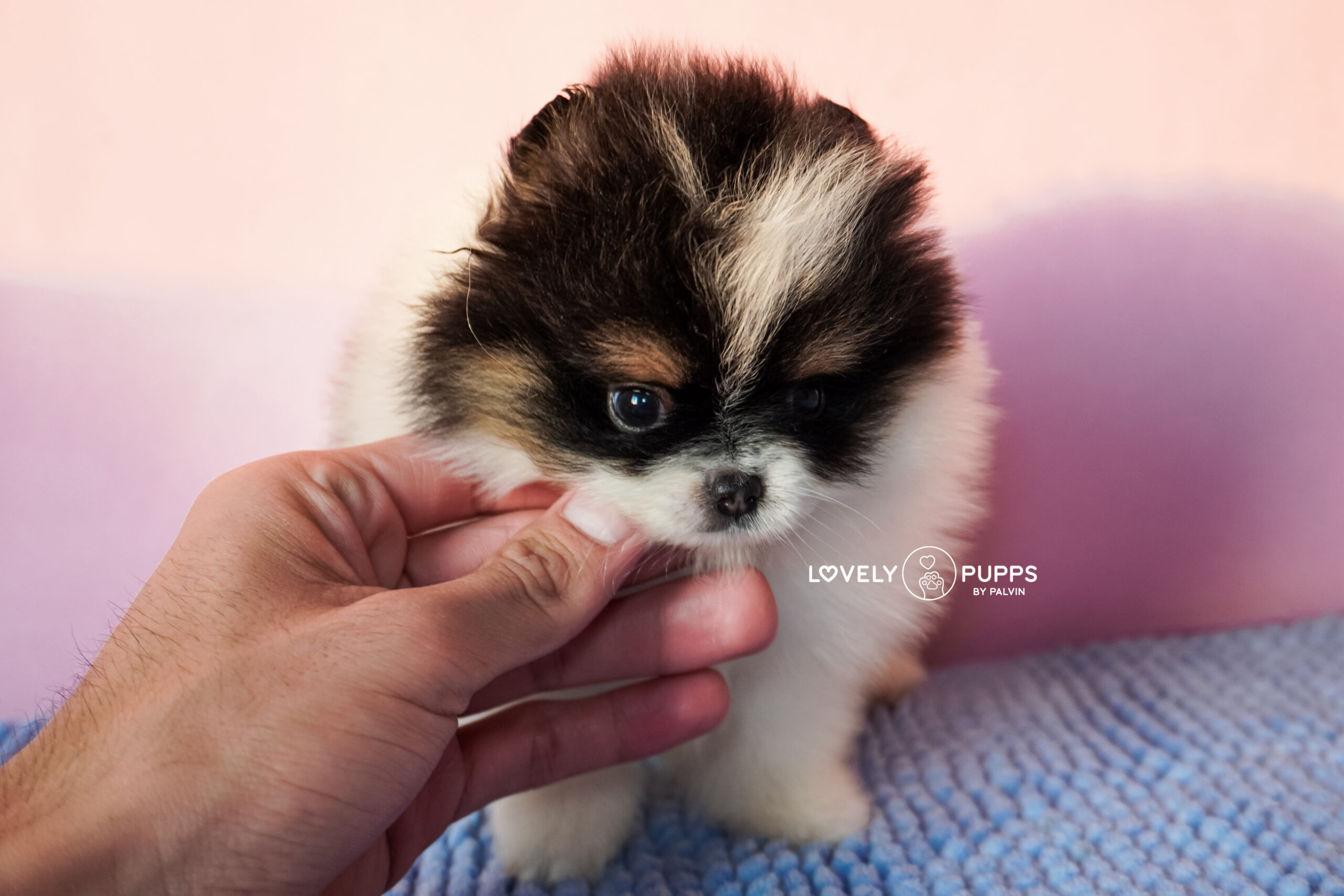 Conoce a Mila: Pomeranian Tricolor – Dulzura, Belleza y Fuerza en Armonía Perfecta - Imagen 5