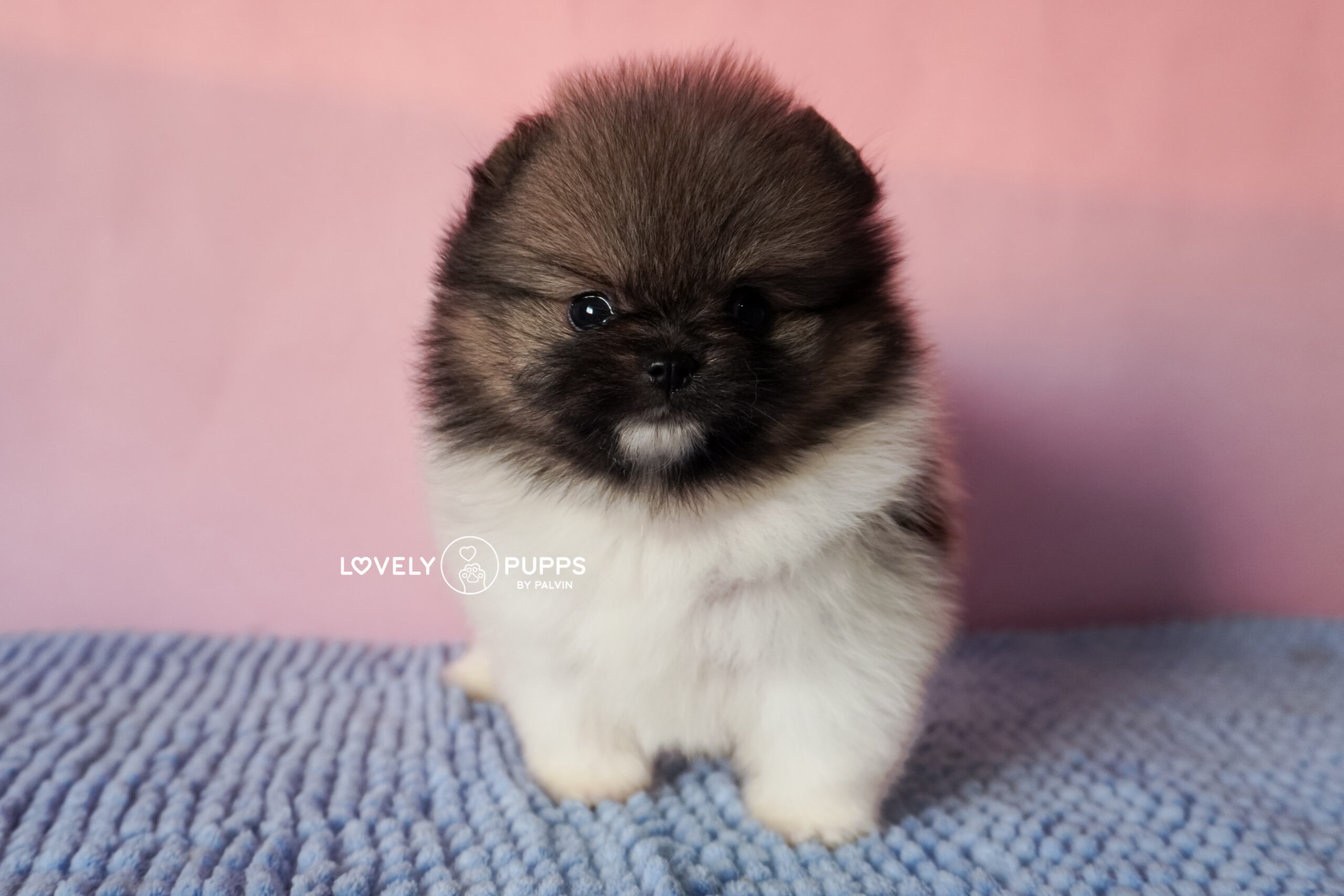 Introducing Castor: Pomeranian Particolor – Mirada Dulce y Color Clásico Precioso - Imagen 4