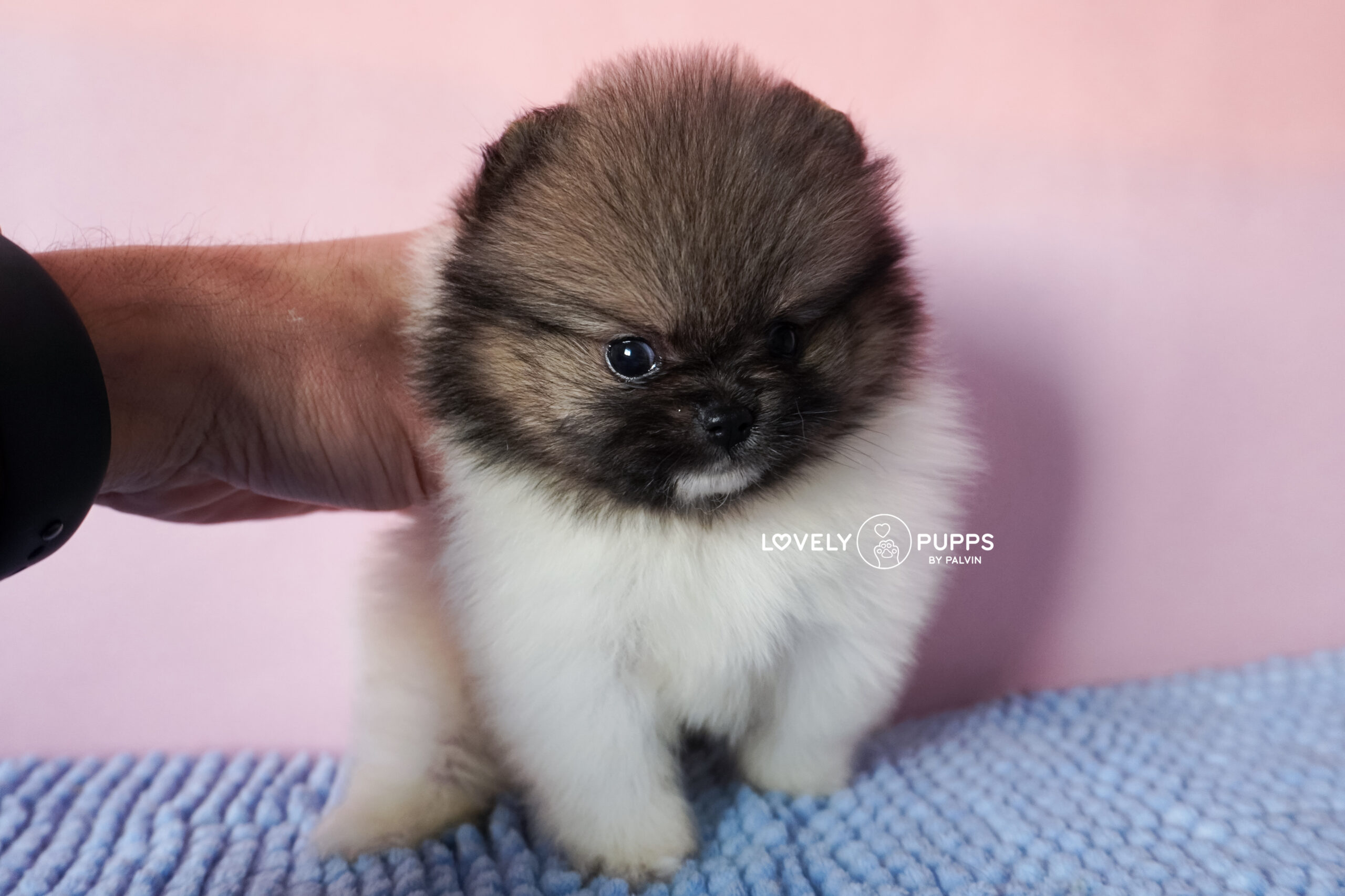 Introducing Castor: Pomeranian Particolor – Mirada Dulce y Color Clásico Precioso - Imagen 2