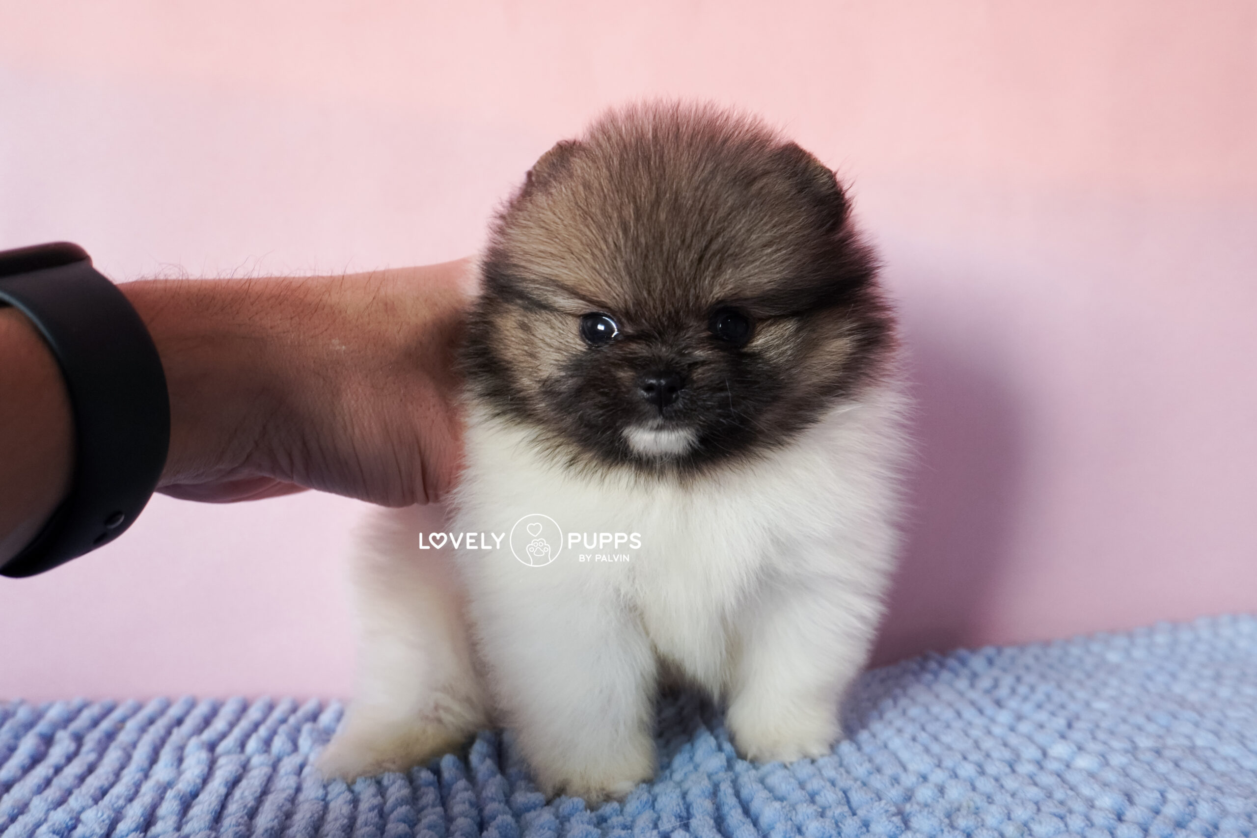 Introducing Castor: Pomeranian Particolor – Mirada Dulce y Color Clásico Precioso - Imagen 8