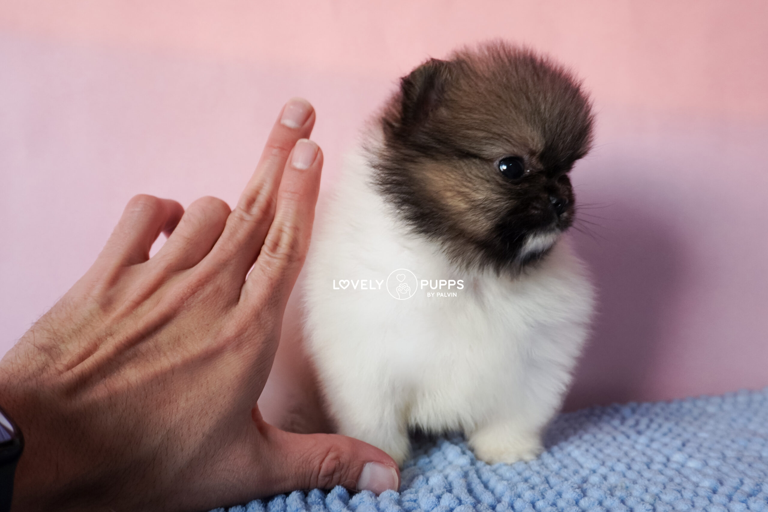 Introducing Castor: Pomeranian Particolor – Mirada Dulce y Color Clásico Precioso - Imagen 6