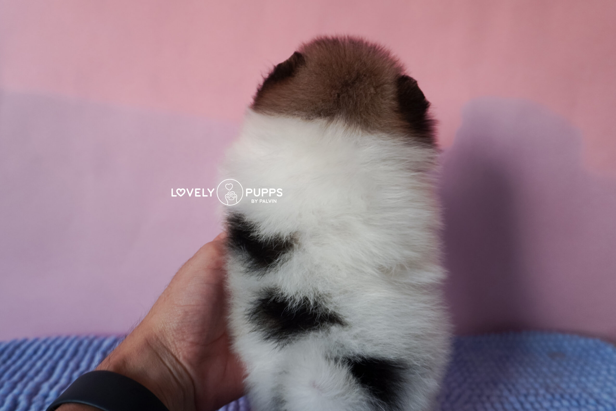 Introducing Castor: Pomeranian Particolor – Mirada Dulce y Color Clásico Precioso - Imagen 7