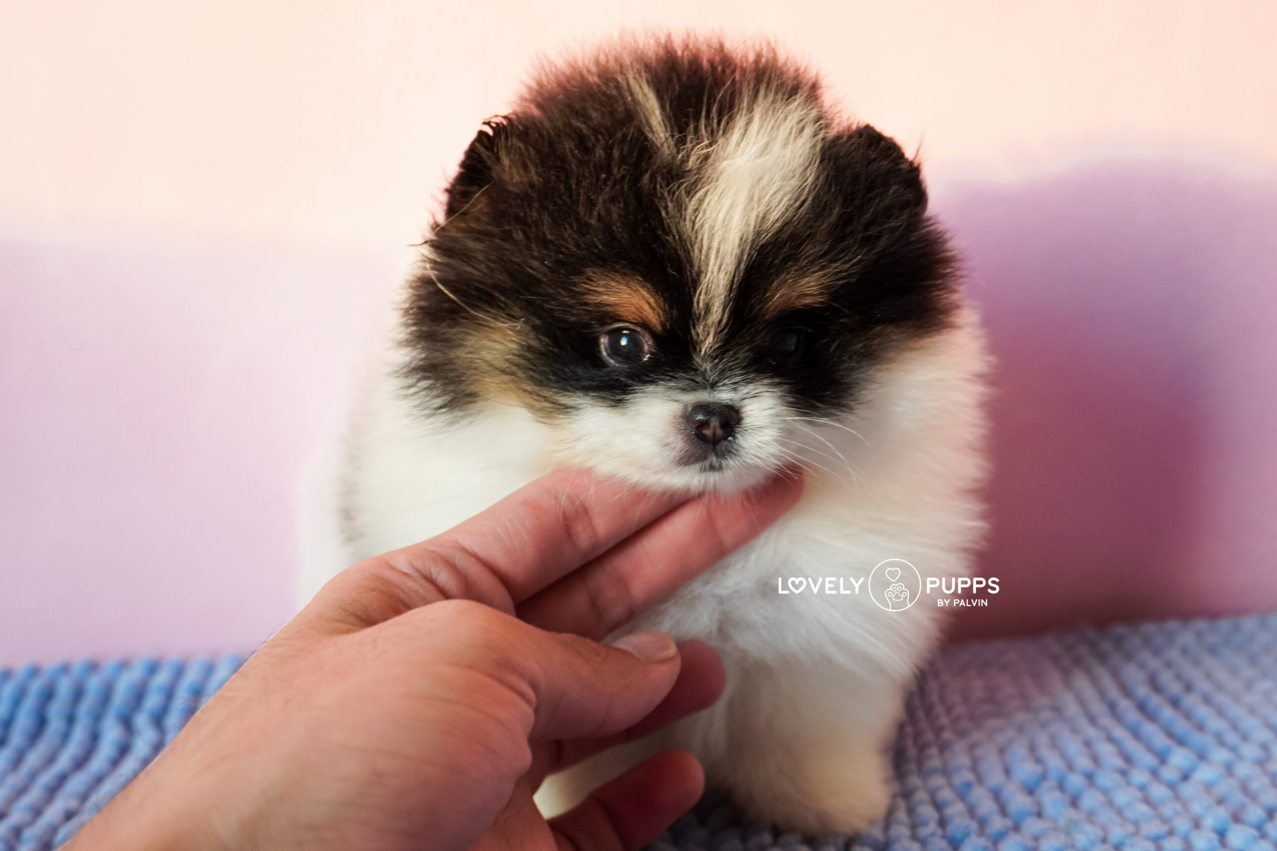 Conoce a Mila: Pomeranian Tricolor – Dulzura, Belleza y Fuerza en Armonía Perfecta - Imagen 3