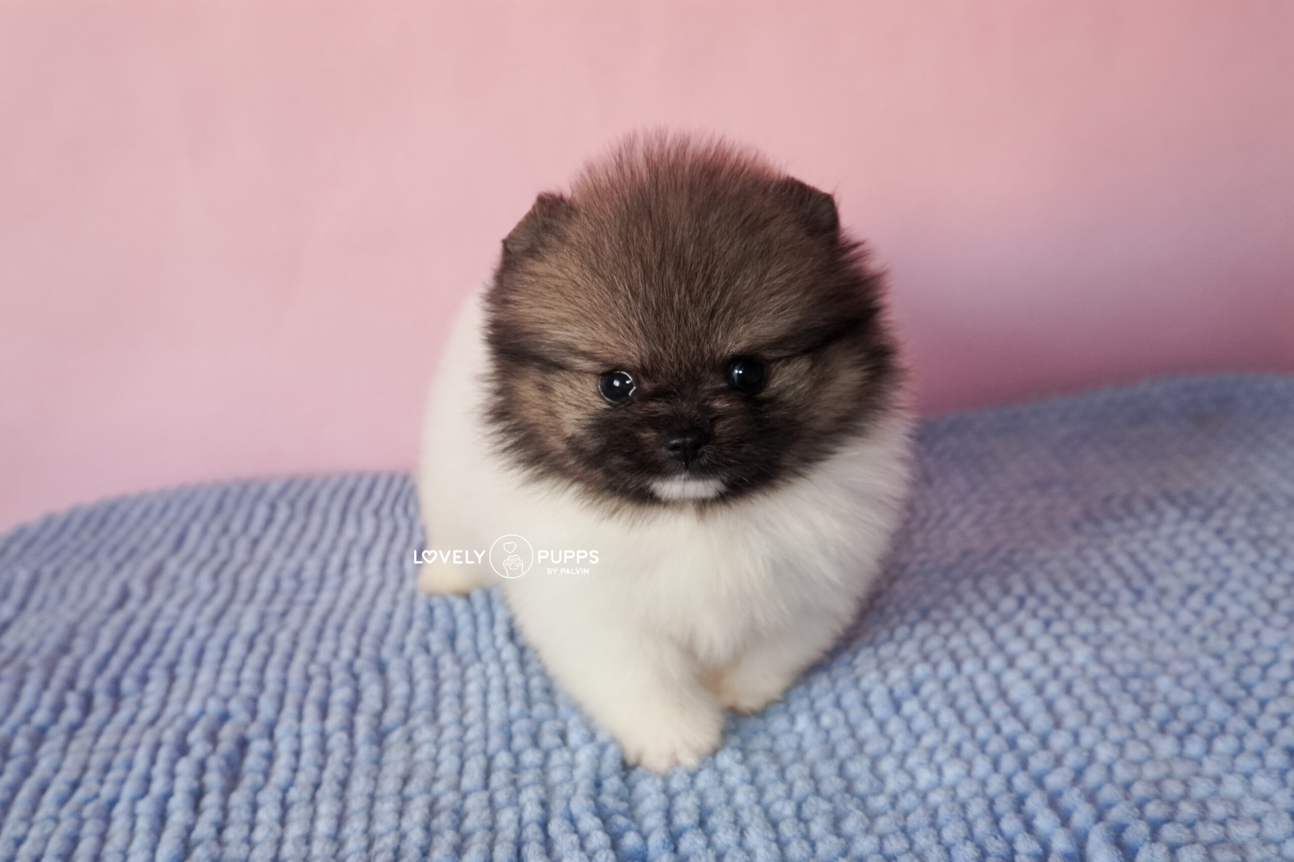 Introducing Castor: Pomeranian Particolor – Mirada Dulce y Color Clásico Precioso - Imagen 3