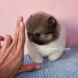 Introducing Castor: Pomeranian Particolor – Mirada Dulce y Color Clásico Precioso