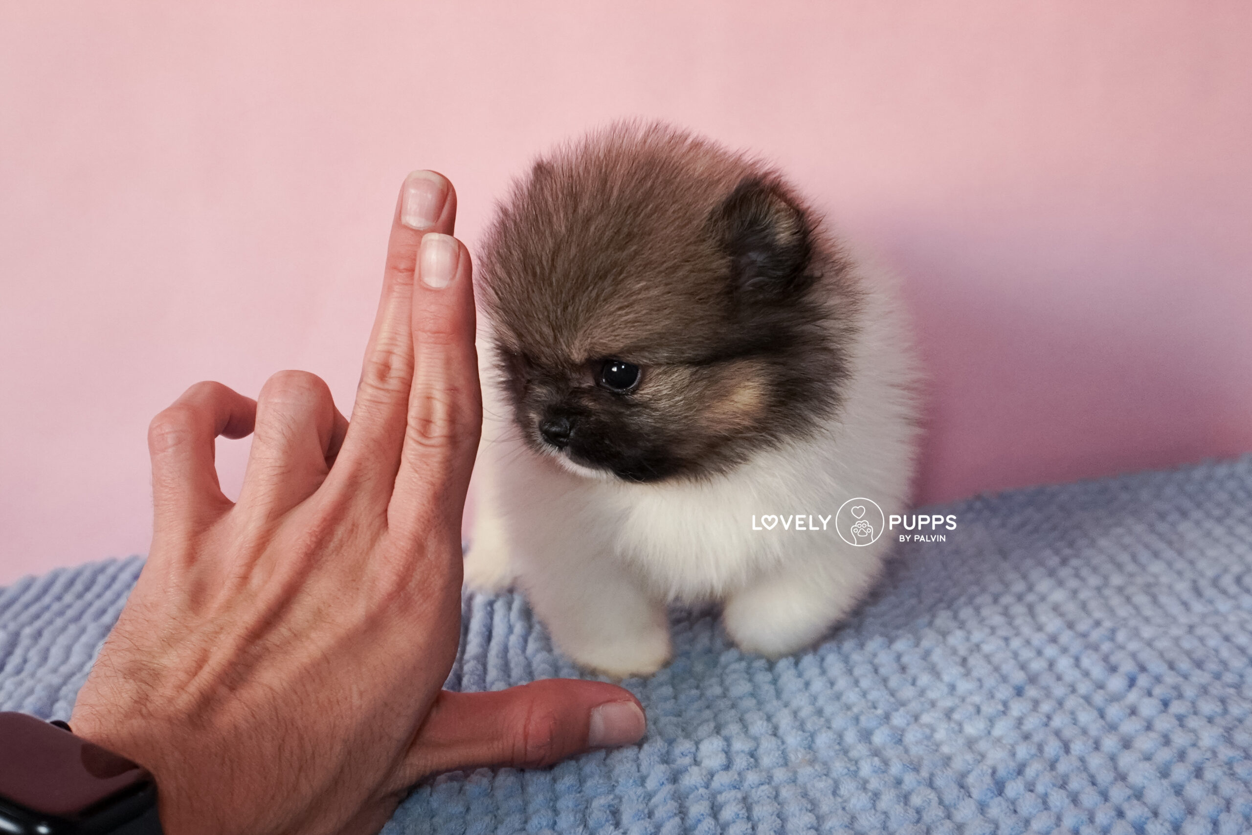 Introducing Castor: Pomeranian Particolor – Mirada Dulce y Color Clásico Precioso