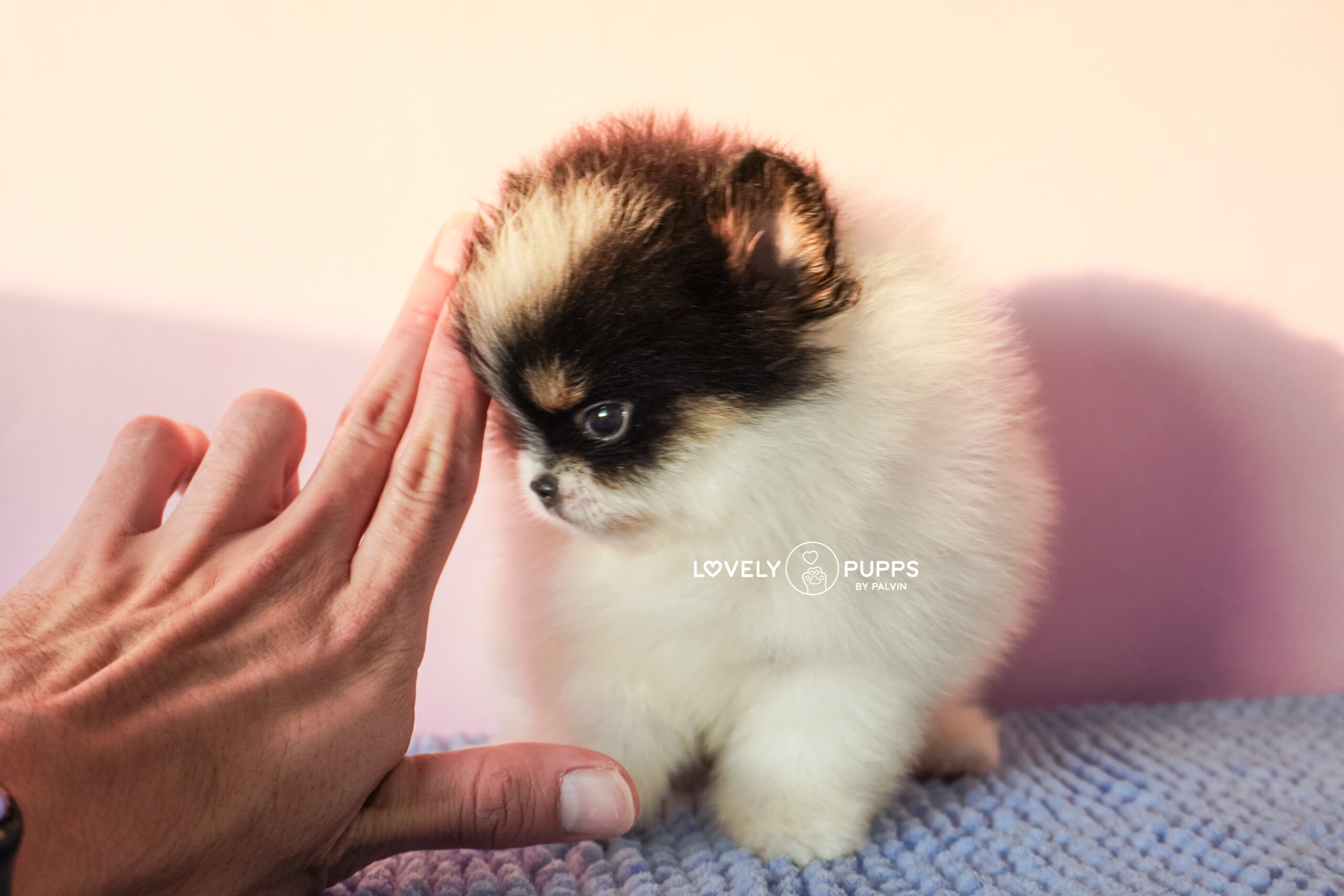 Conoce a Mila: Pomeranian Tricolor – Dulzura, Belleza y Fuerza en Armonía Perfecta
