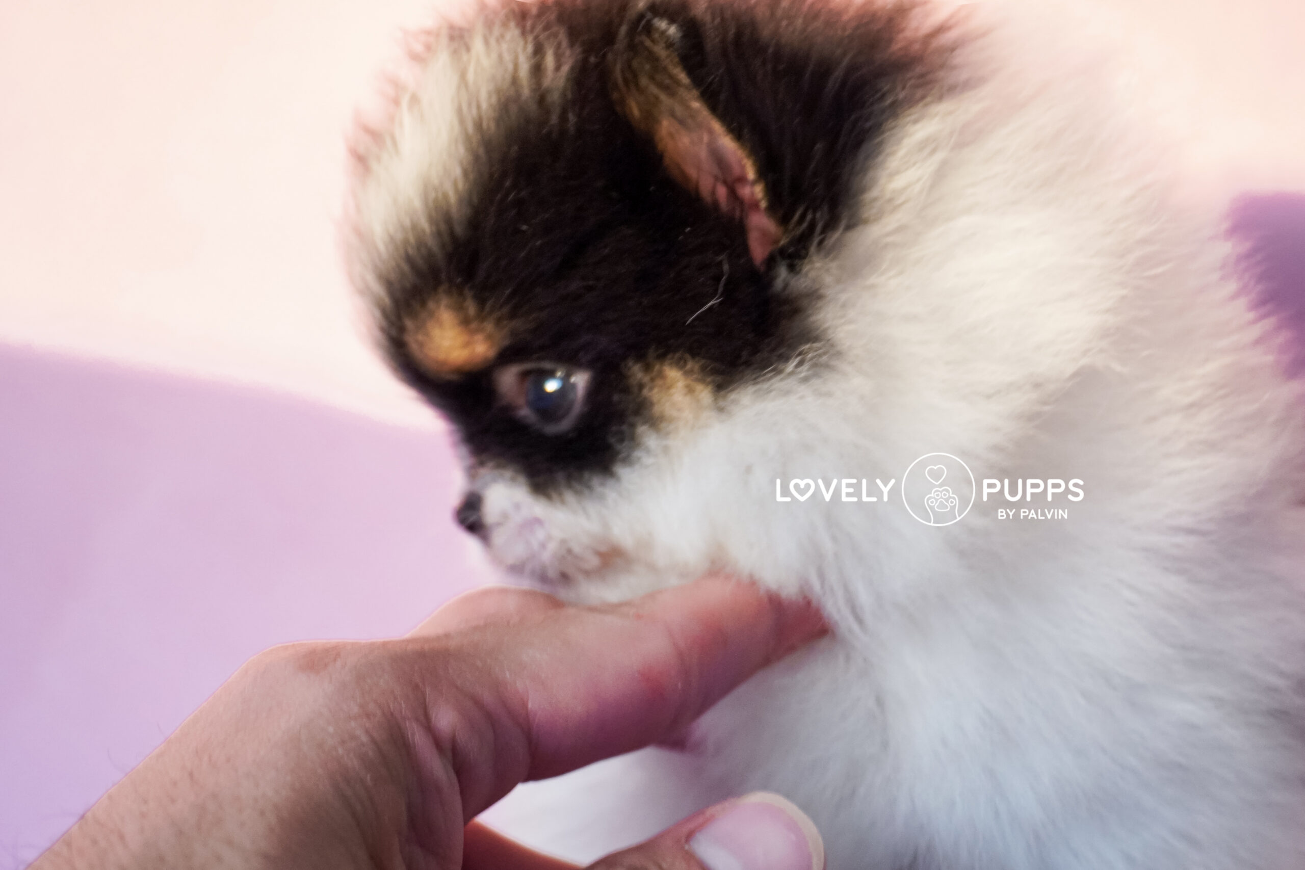 Conoce a Mila: Pomeranian Tricolor – Dulzura, Belleza y Fuerza en Armonía Perfecta - Imagen 2