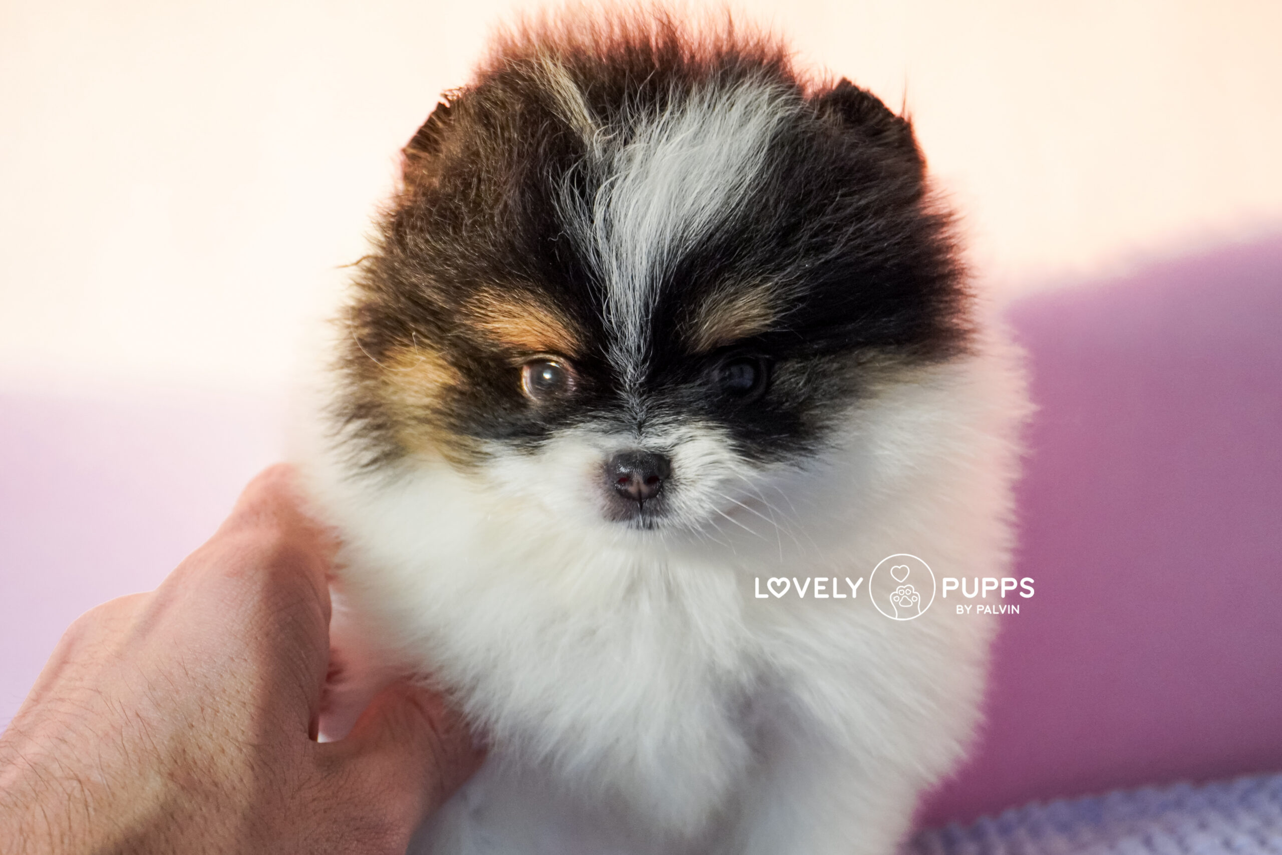 Conoce a Mila: Pomeranian Tricolor – Dulzura, Belleza y Fuerza en Armonía Perfecta - Imagen 4