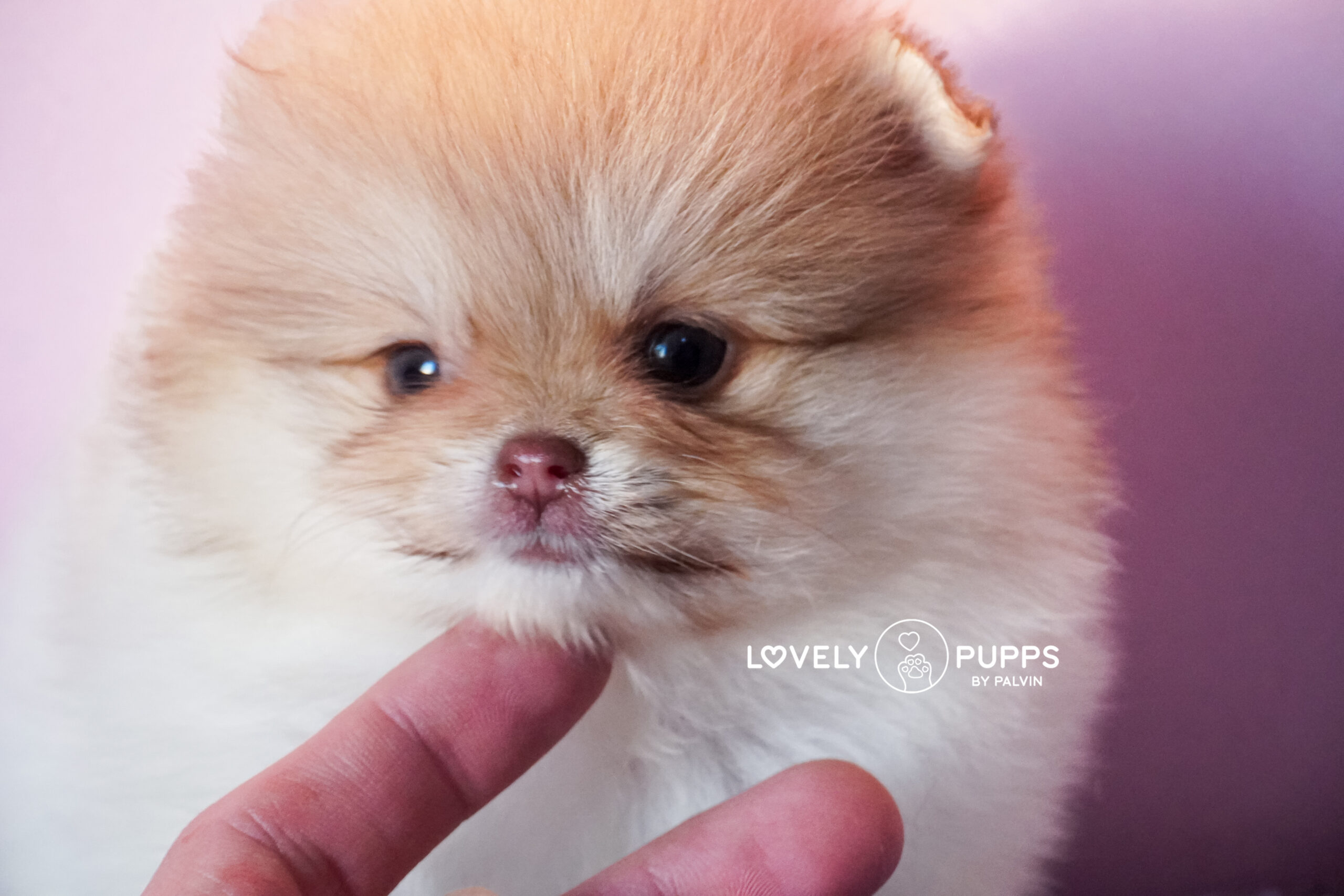 Conoce a Isabella: Pomeranian Particolor Isabella sable – Una Princesa Que Brilla Como El Sol