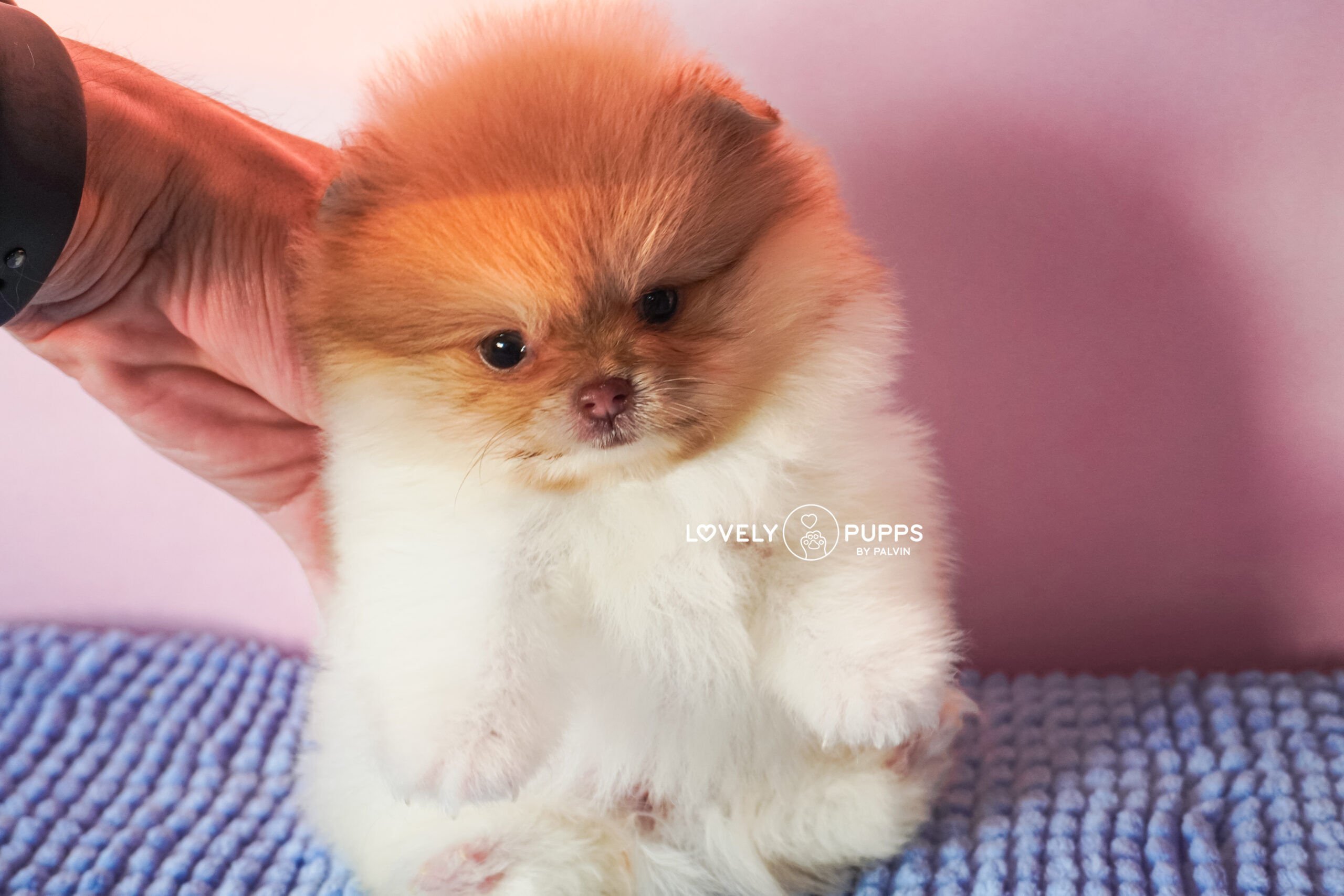 Conoce a Isabella: Pomeranian Particolor Isabella sable – Una Princesa Que Brilla Como El Sol - Imagen 3