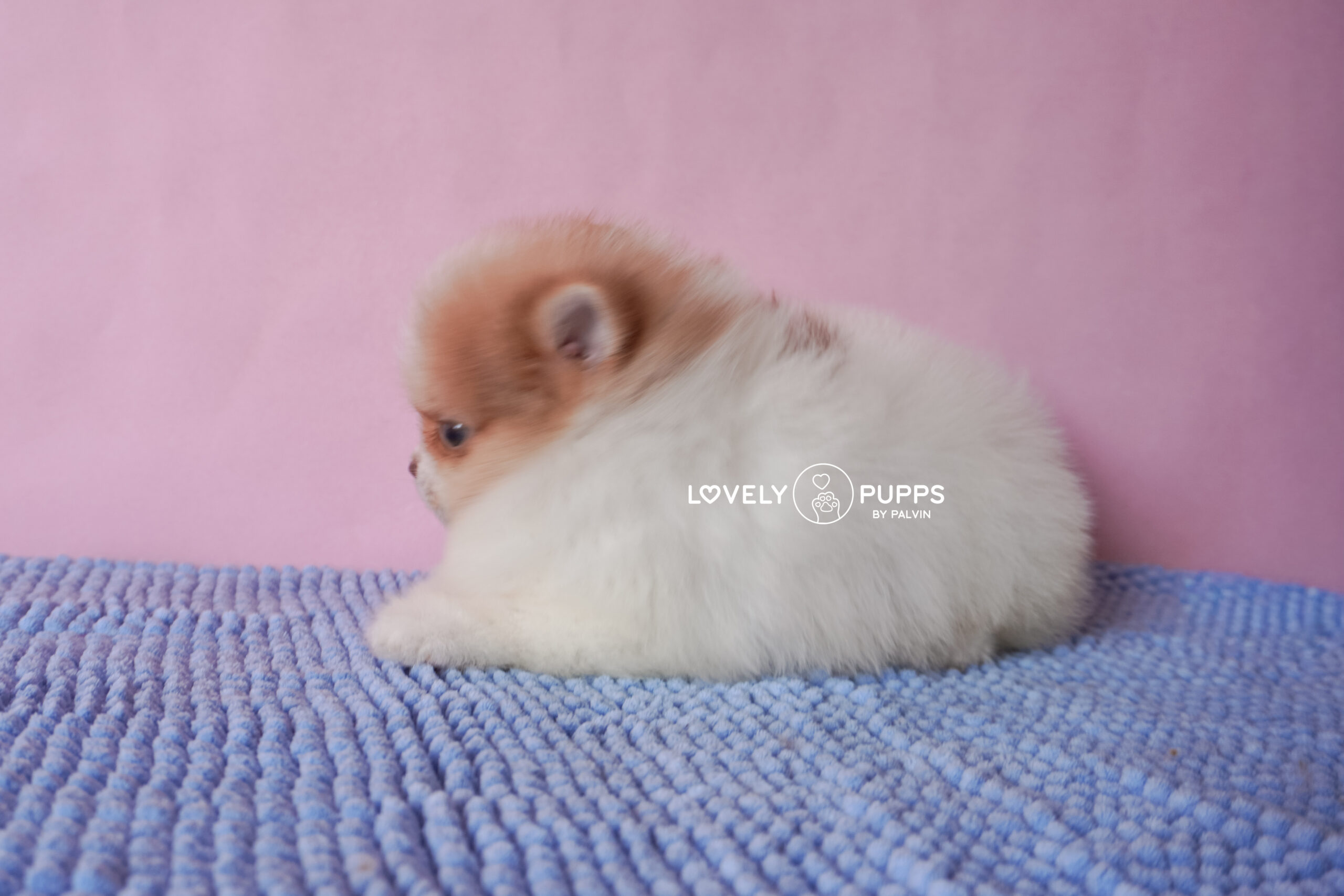 Meet Golden: Pomeranian Isabella – Dulzura y Luz del Sol - Imagen 6