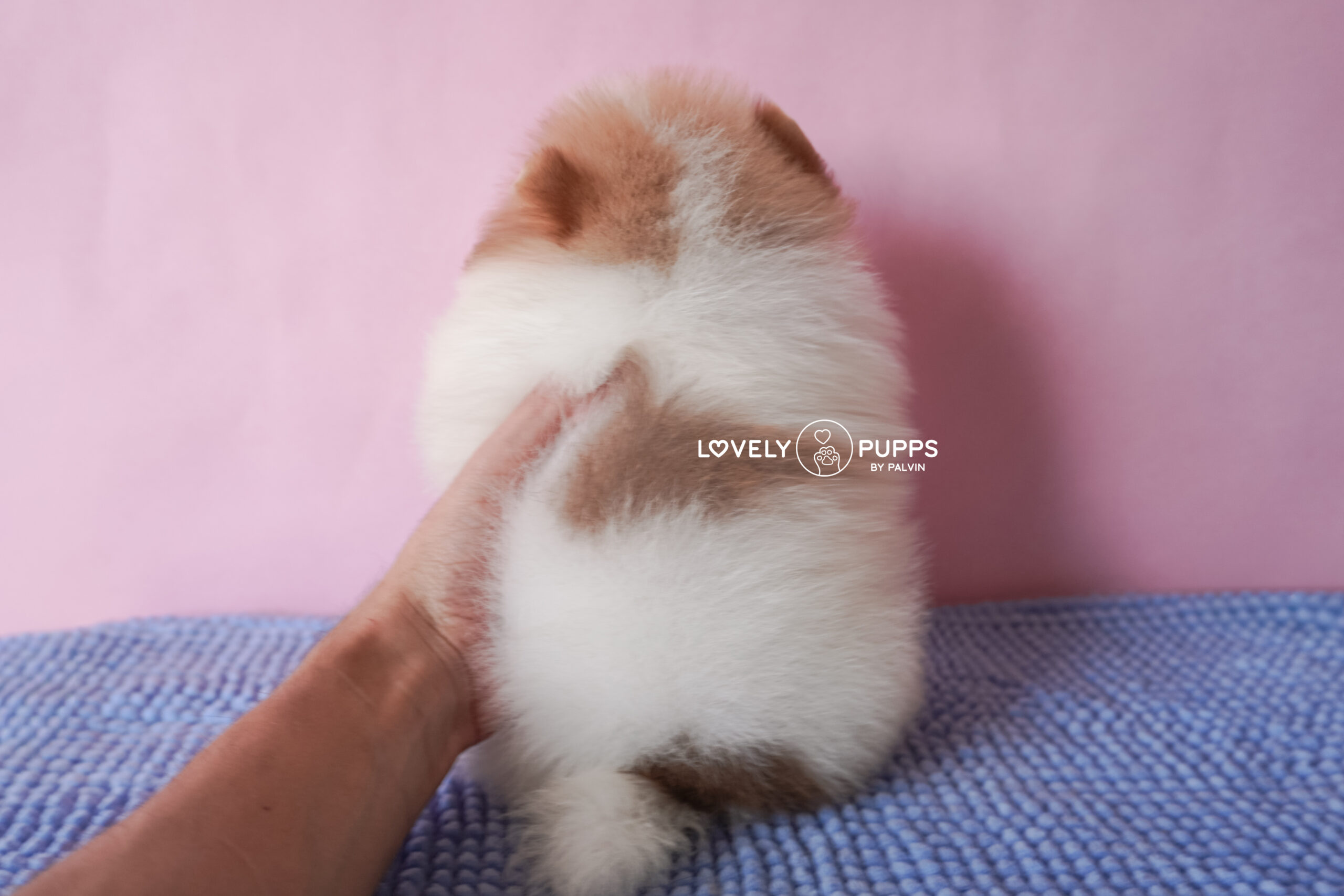 Meet Golden: Pomeranian Isabella – Dulzura y Luz del Sol - Imagen 7