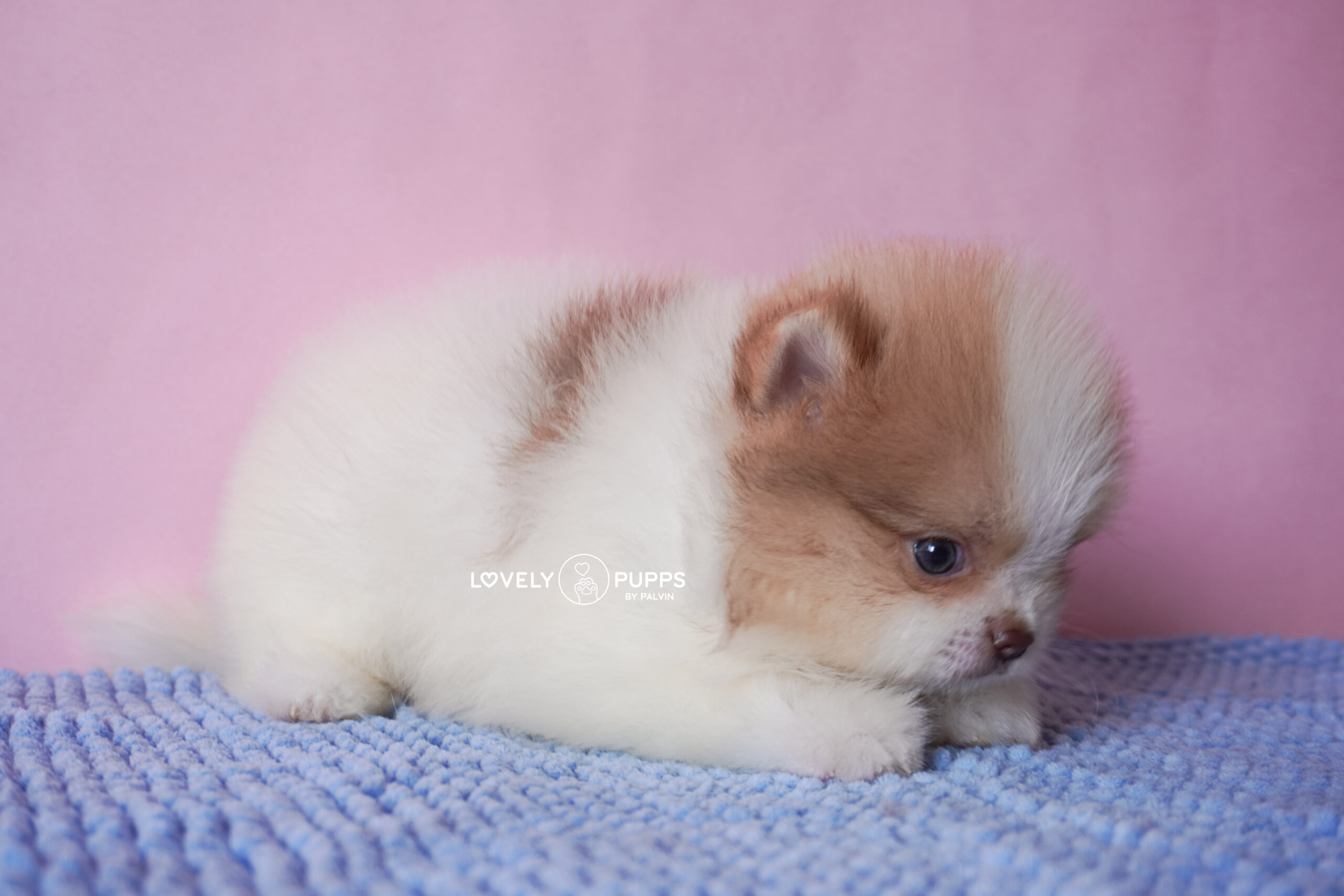 Meet Golden: Pomeranian Isabella – Dulzura y Luz del Sol - Imagen 2