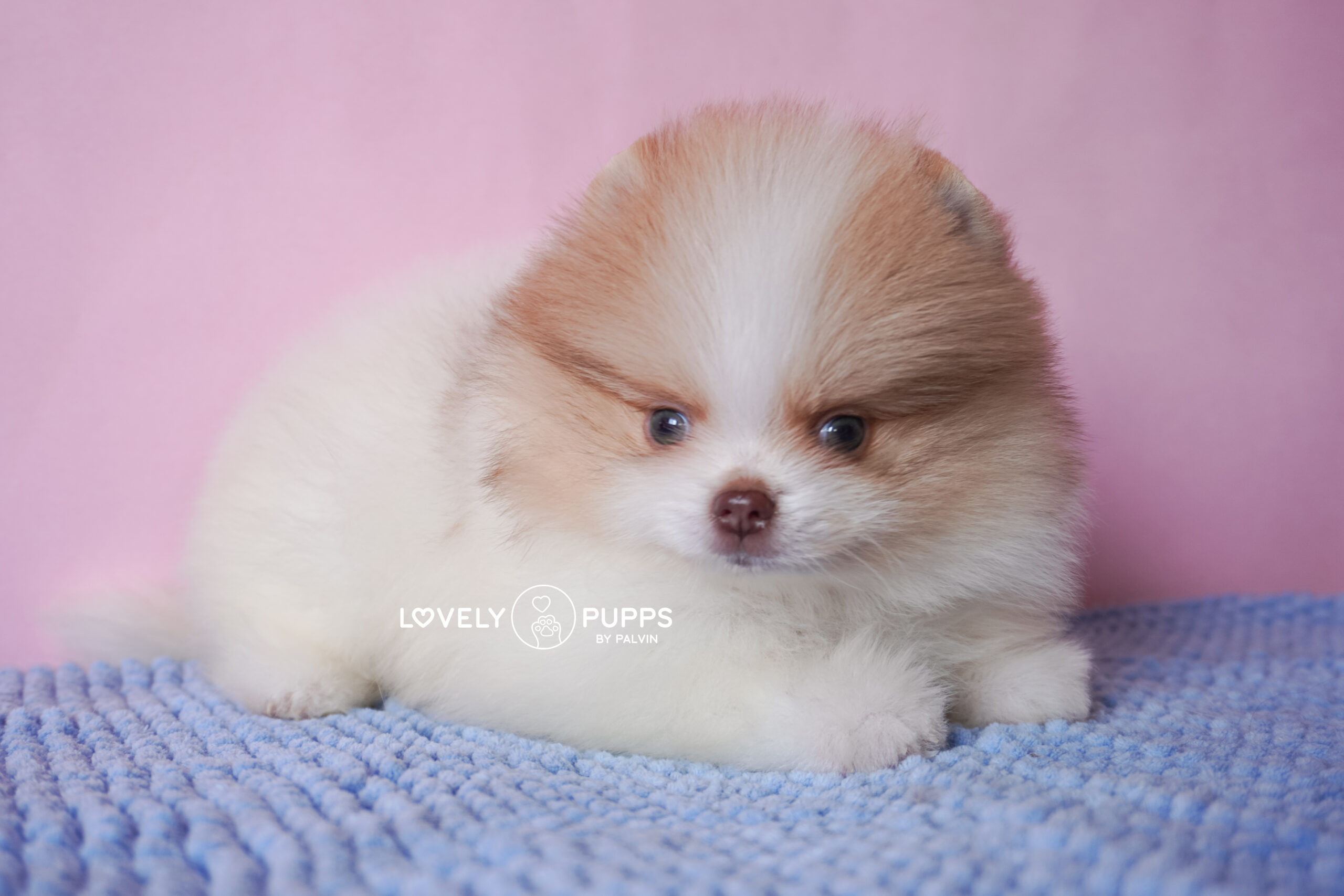 Meet Golden: Pomeranian Isabella – Dulzura y Luz del Sol - Imagen 3