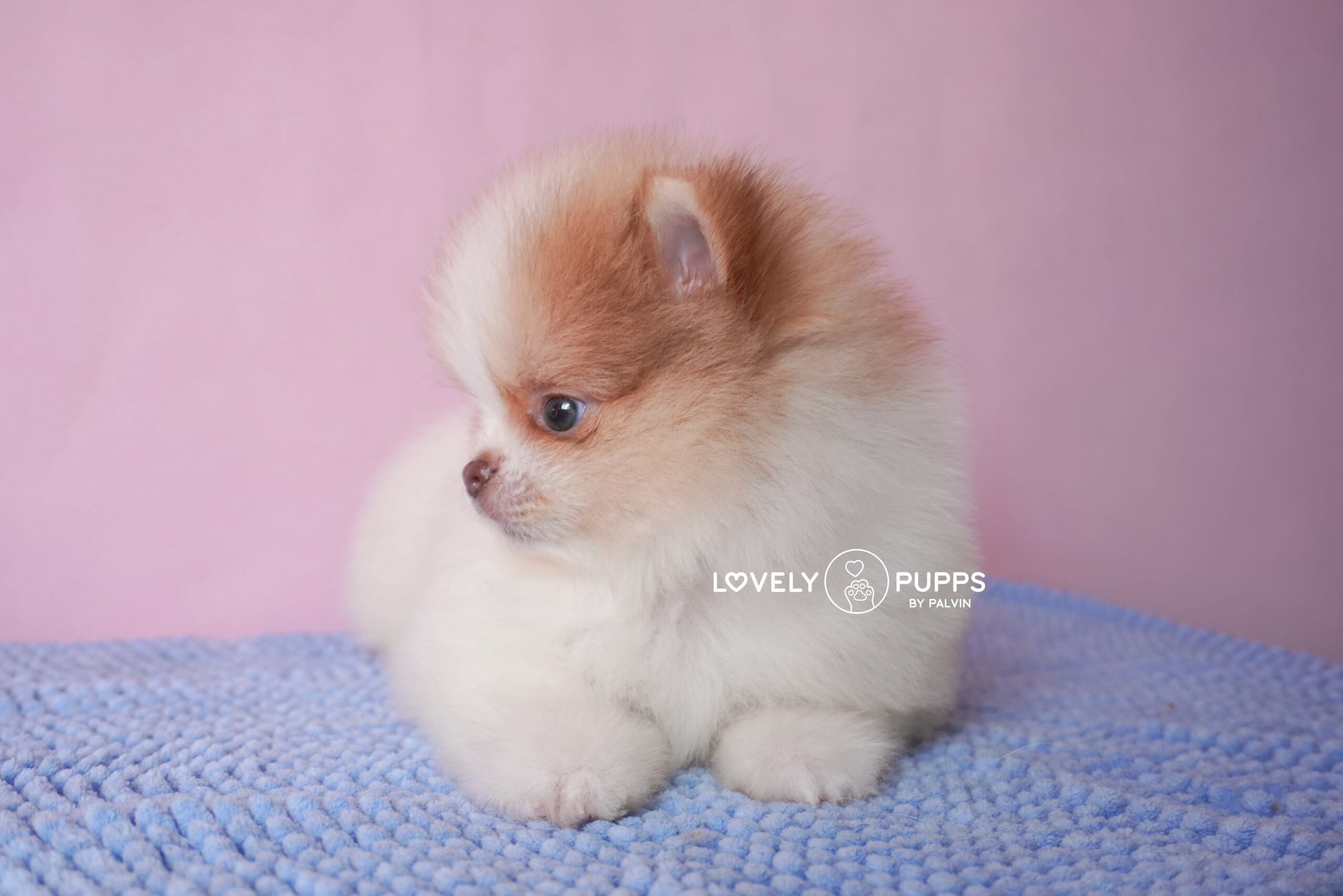 Meet Golden: Pomeranian Isabella – Dulzura y Luz del Sol - Imagen 8